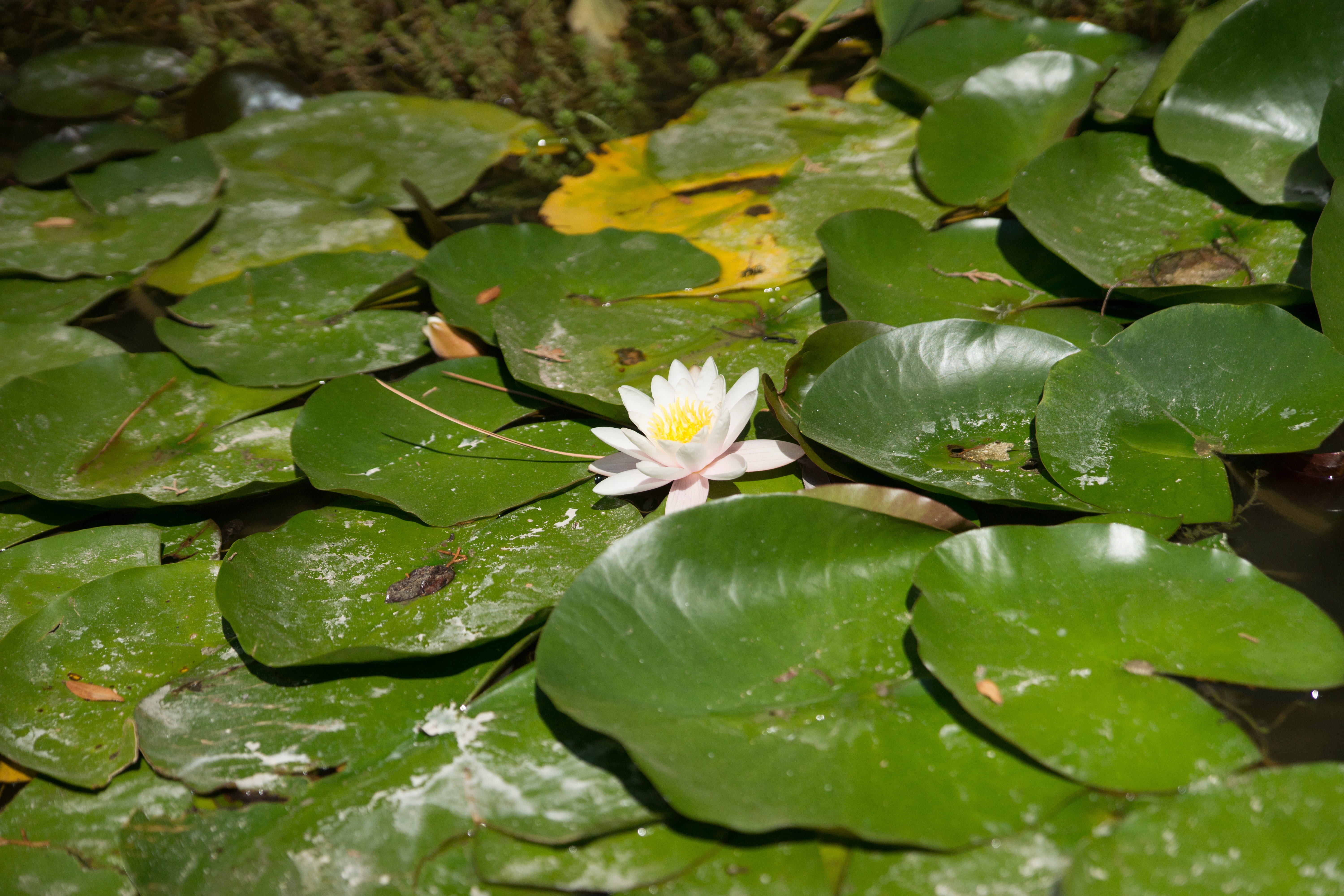 floating on water, yellow, purity, flower, lotus water lily, water, summer flowers, no people, beauty in nature, close-up, flower head, floating, mare, HD Wallpaper