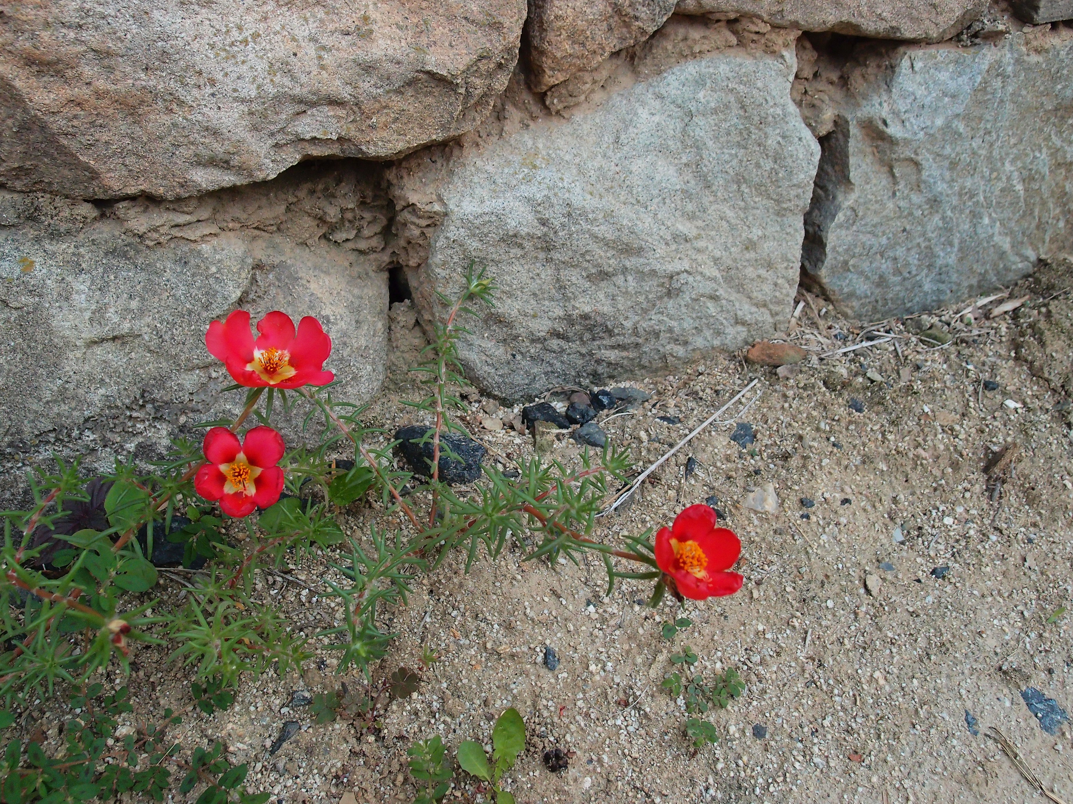 outdoors, no people, petal, day, dirt, flower, flower head, high angle view, close-up, inflorescence, beauty in nature, rock, vulnerability, fragility, HD Wallpaper