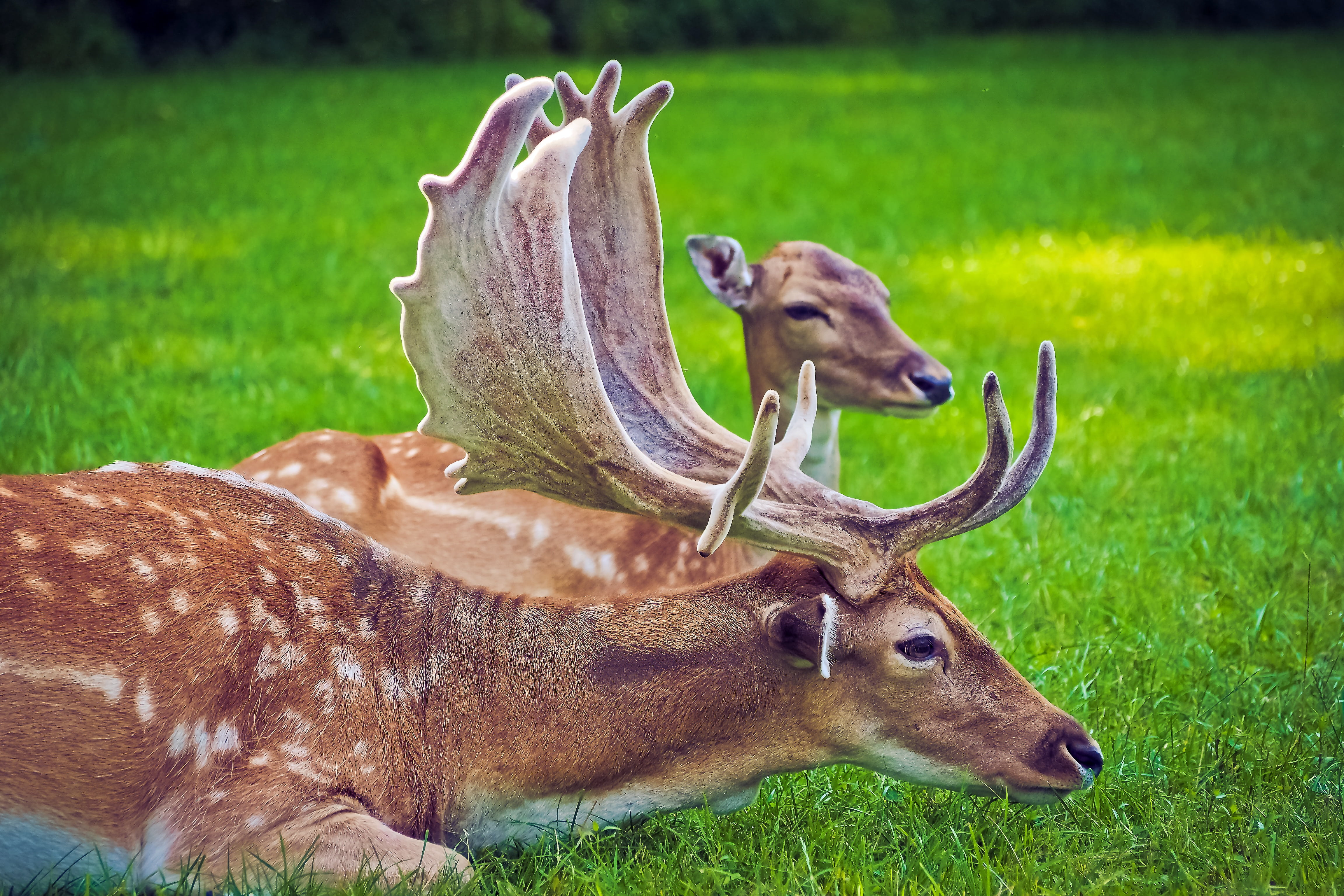 deer, mammal, animal wildlife, day, land, vertebrate, landscape, animal themes, laying, antler, animal, 4K, mood, no people, relaxation, animals in the wild, HD Wallpaper
