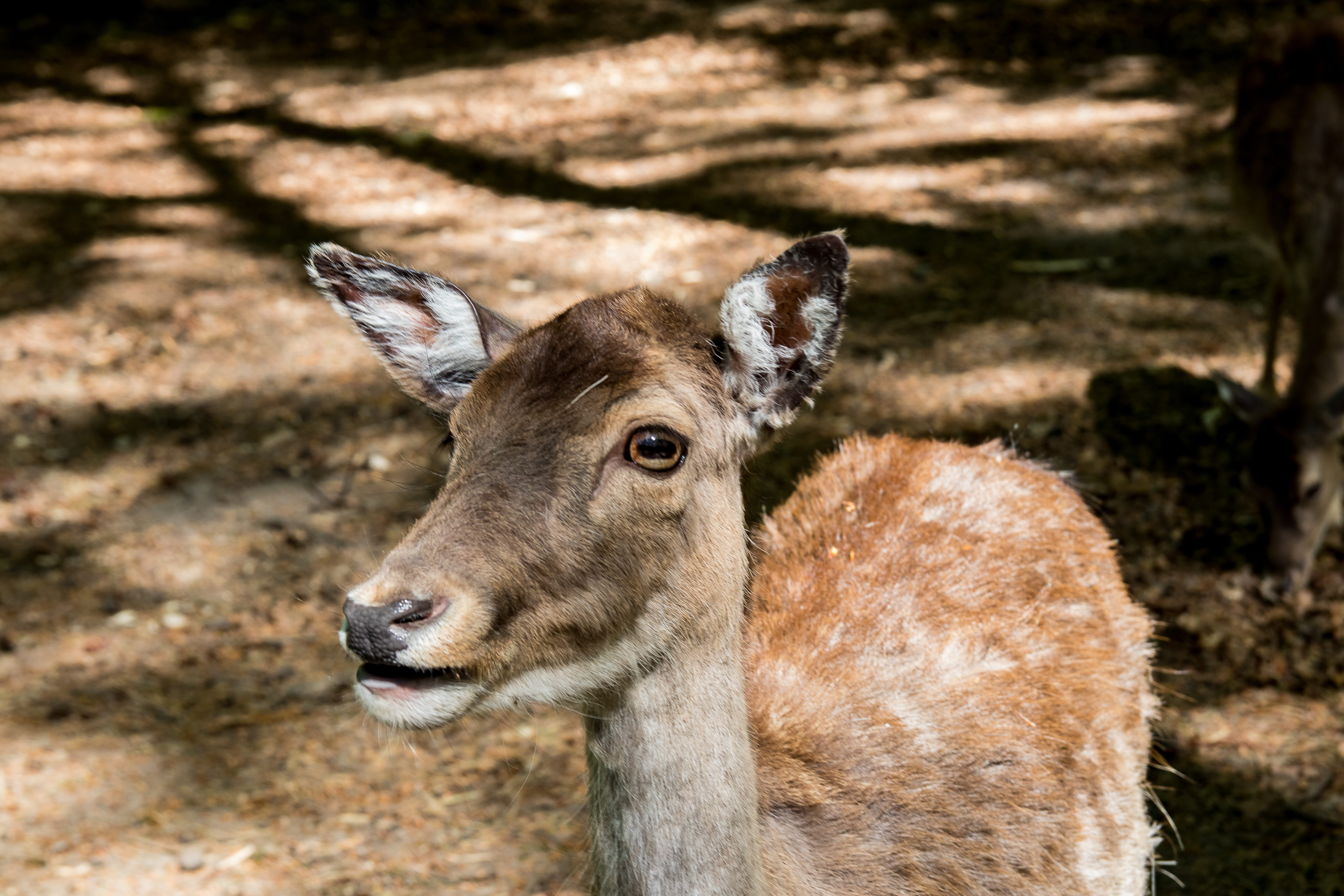 animal world, animal body part, day, vertebrate, animal head, portrait, herbivorous, 5K, animal, focus on foreground, wild animal, red deer, domestic animals, HD Wallpaper