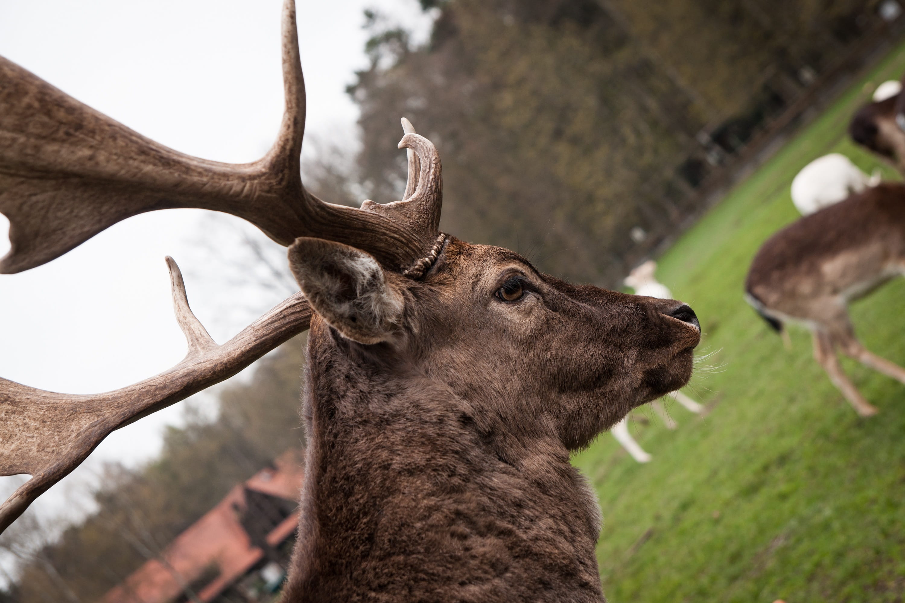 antler, day, wilderness, animal, red deer, looking away, one animal, hirsch, animal wildlife, outdoors, animal world, focus on foreground, herbivorous, HD Wallpaper