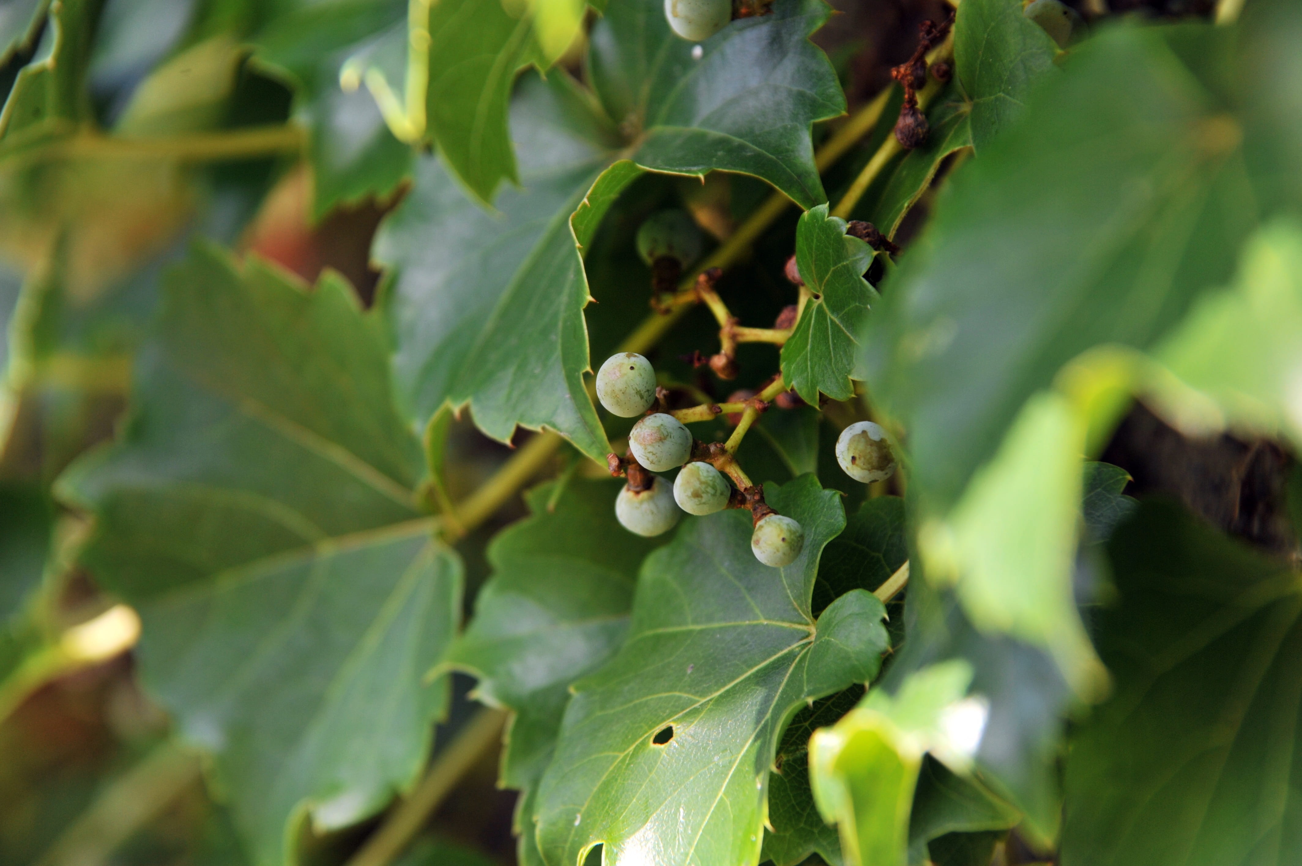winemaking, 4K, fruit, day, plants, ripe, selective focus, plant part, growth, agriculture, healthy eating, nature, state of the union, freshness, beauty in nature, HD Wallpaper