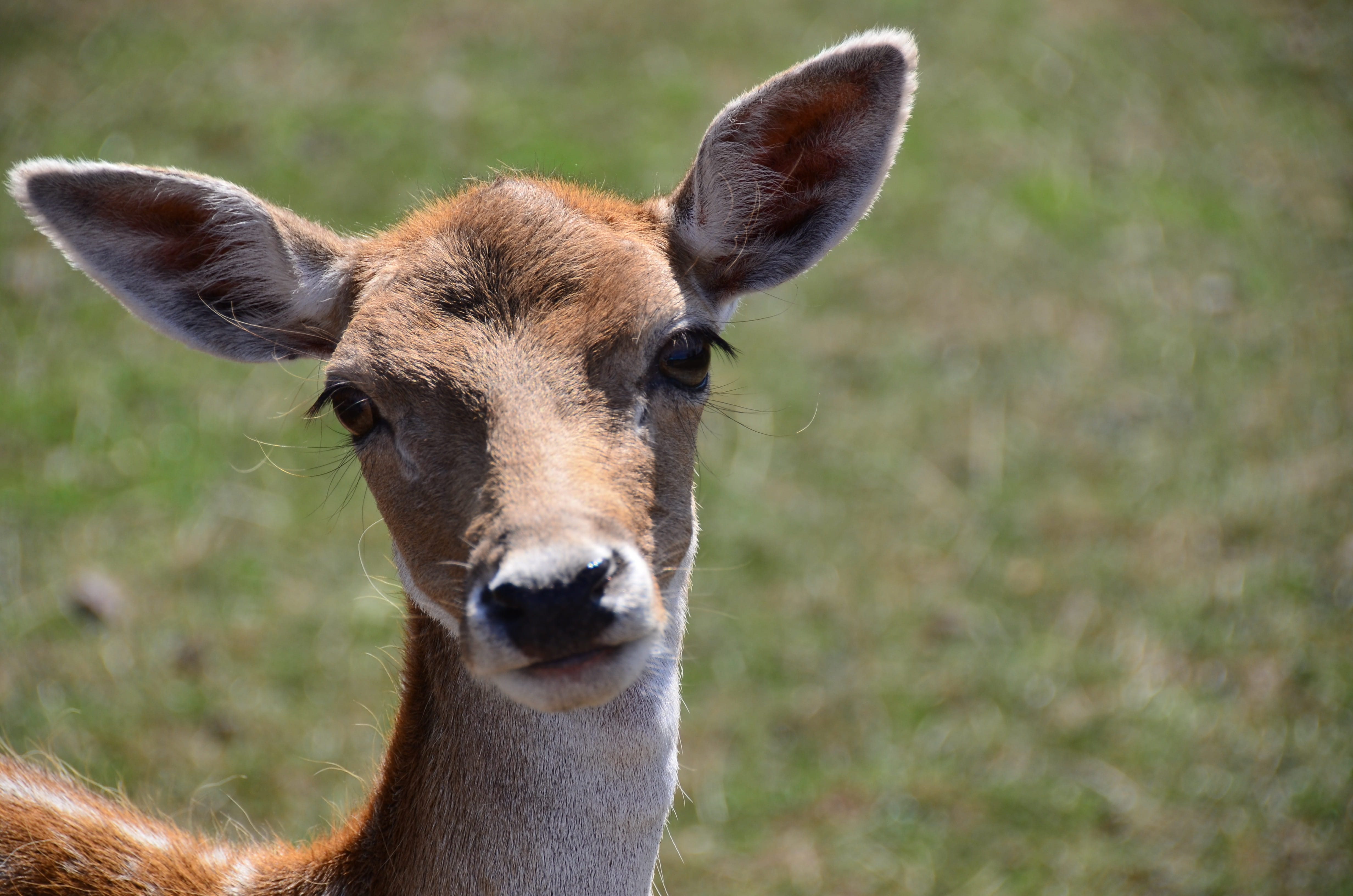 domestic animals, livestock, ears, animal body part, one animal, animal head, portrait, bambi, herbivorous, nature, close-up, 4K, animal wildlife, focus on foreground, HD Wallpaper