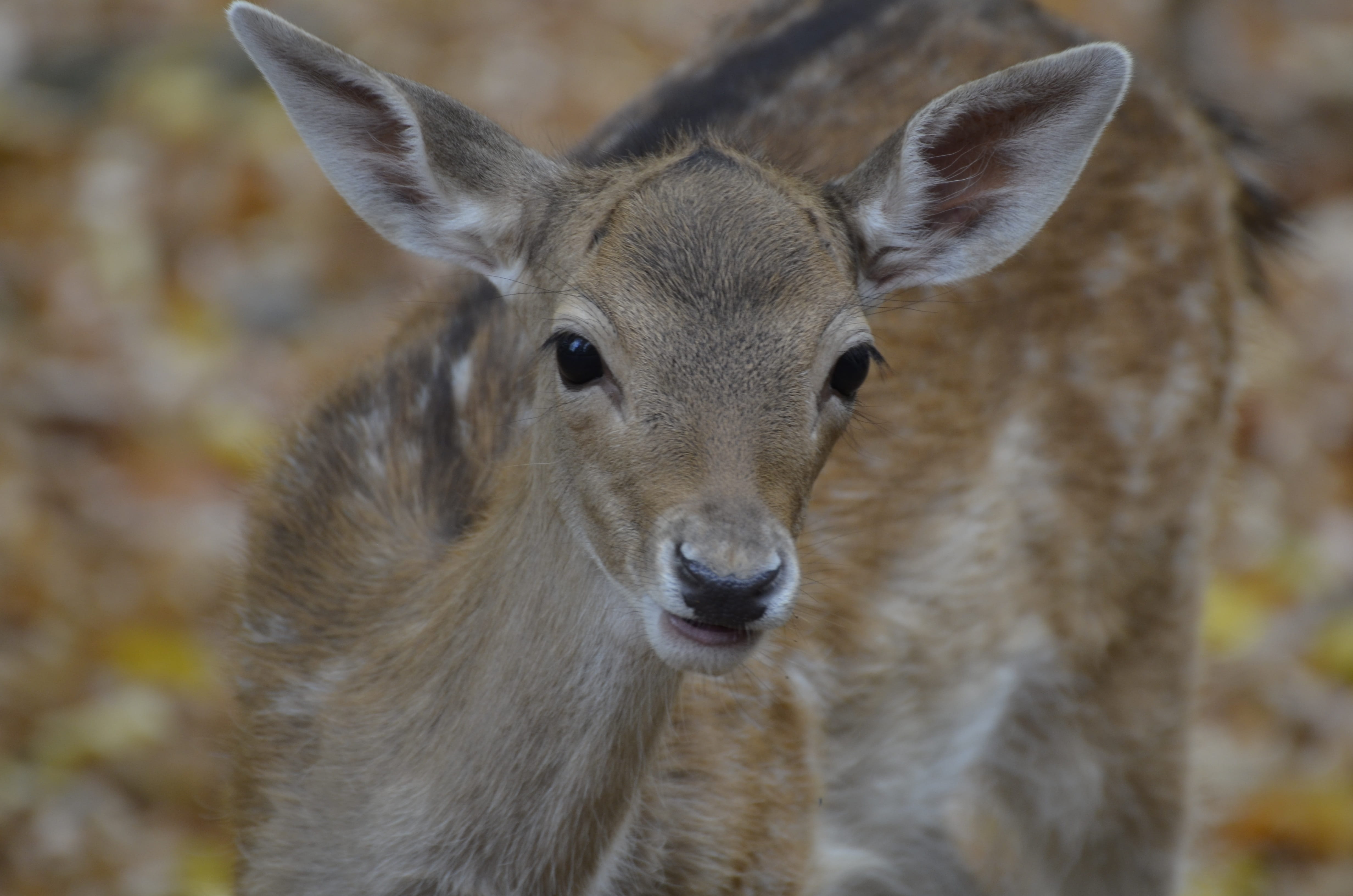 zoo, damm wild, no people, portrait, one animal, fawn, roe deer, animal body part, animal, 4K, focus on foreground, herbivorous, forest, looking at camera, HD Wallpaper