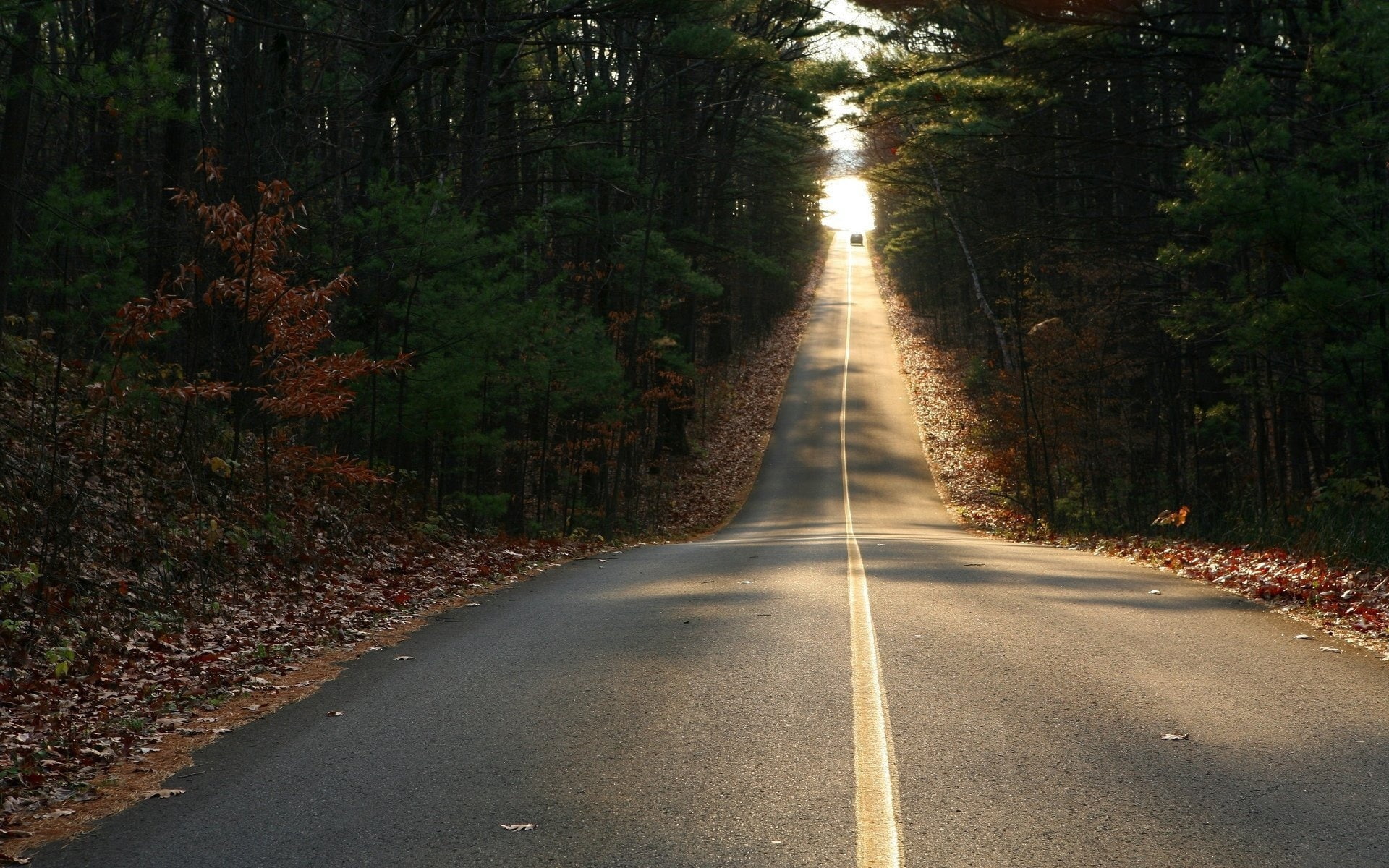 road, 1080P, leaves, movement, car, descent, autumn, straight line, HD Wallpaper