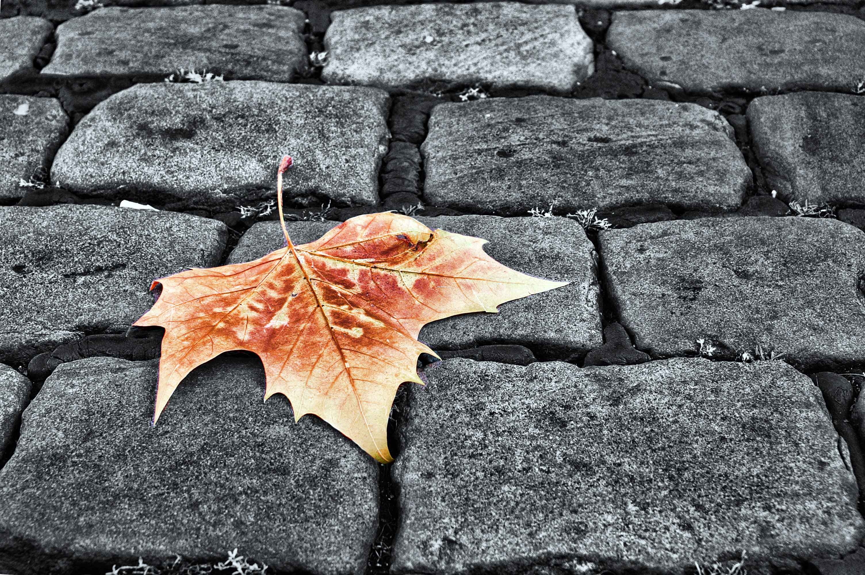 autumn, bokeh, sidewalk, 2K, yellow, sheet, pavers, HD Wallpaper