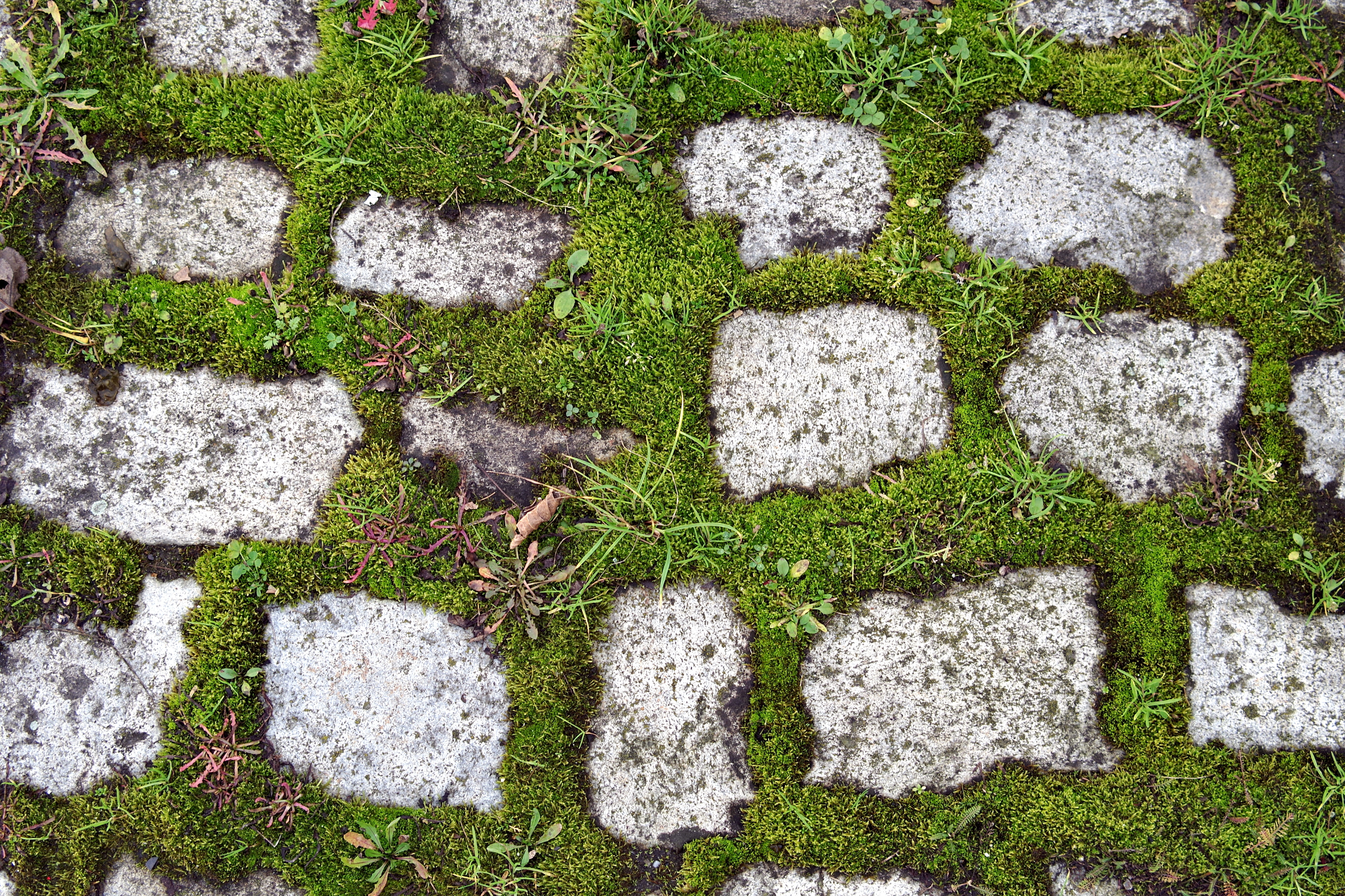 stone - object, texture, footpath, high angle view, plant, solid, day, rock, message, weeds, no people, cube, grass, green color, directly above, the stones, HD Wallpaper