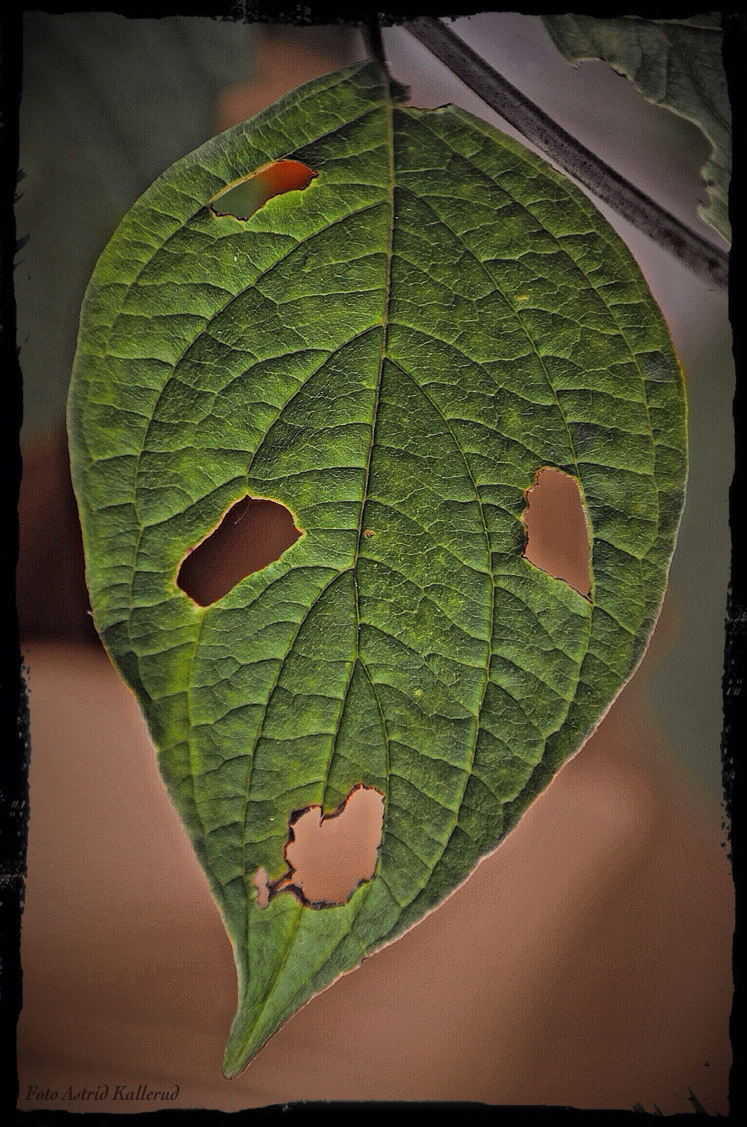 high angle view, auto post production filter, transfer print, growth, green color, 1080P, beauty in nature, close-up, freshness, outdoors, summer, leaves, Phone HD Wallpaper