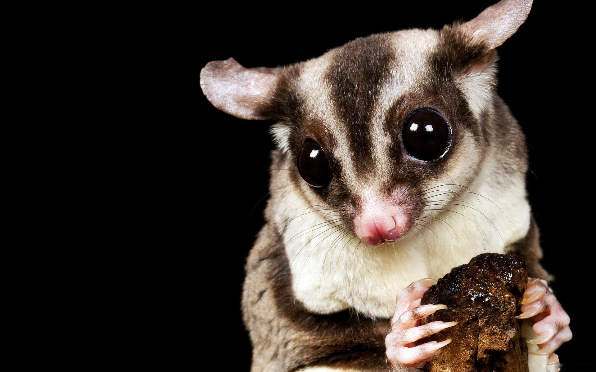 looking at camera, vertebrate, human hand, mammal, domestic animals, holding, domestic, Animal, people, indoors, one animal, studio shot, Sugar Glider, HD Wallpaper