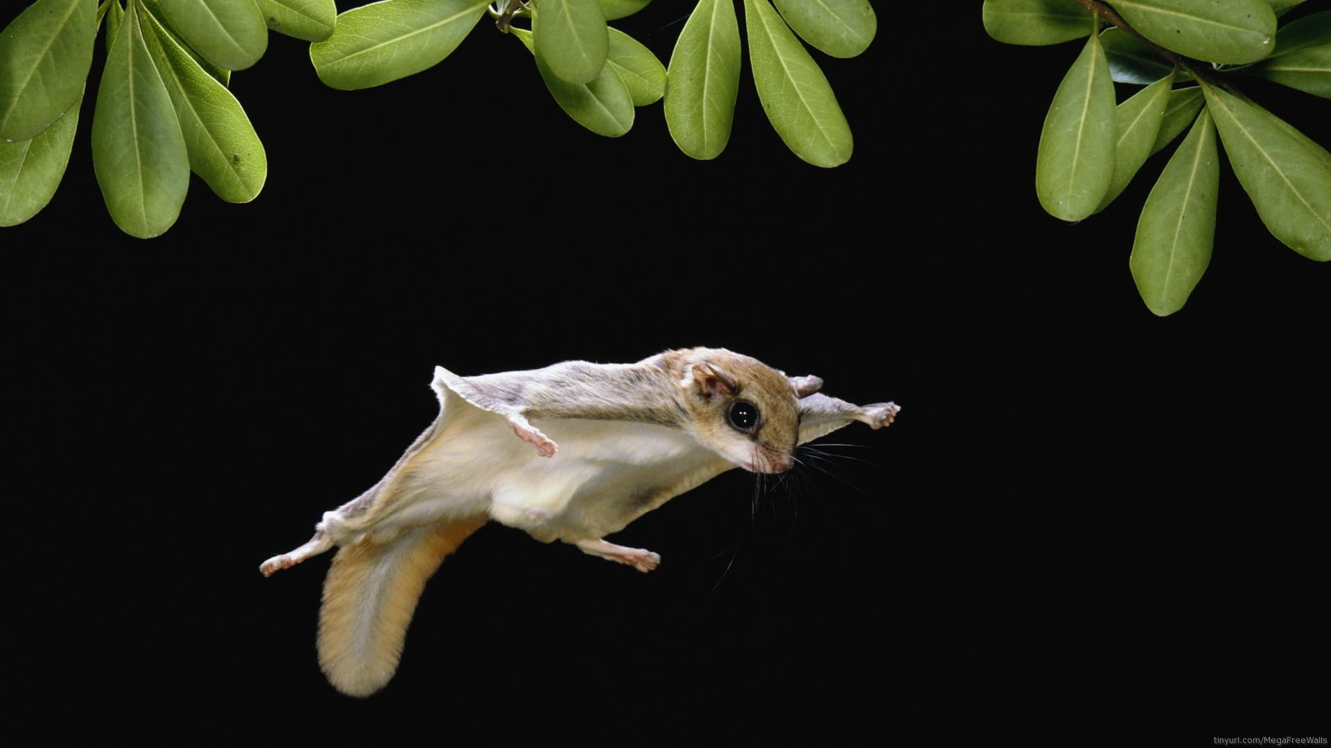 domestic, indoors, sugar glider, mouse, close-up, nature, animal themes, no people, animal wildlife, studio shot, mammal, one animal, animal, small, full length, HD Wallpaper