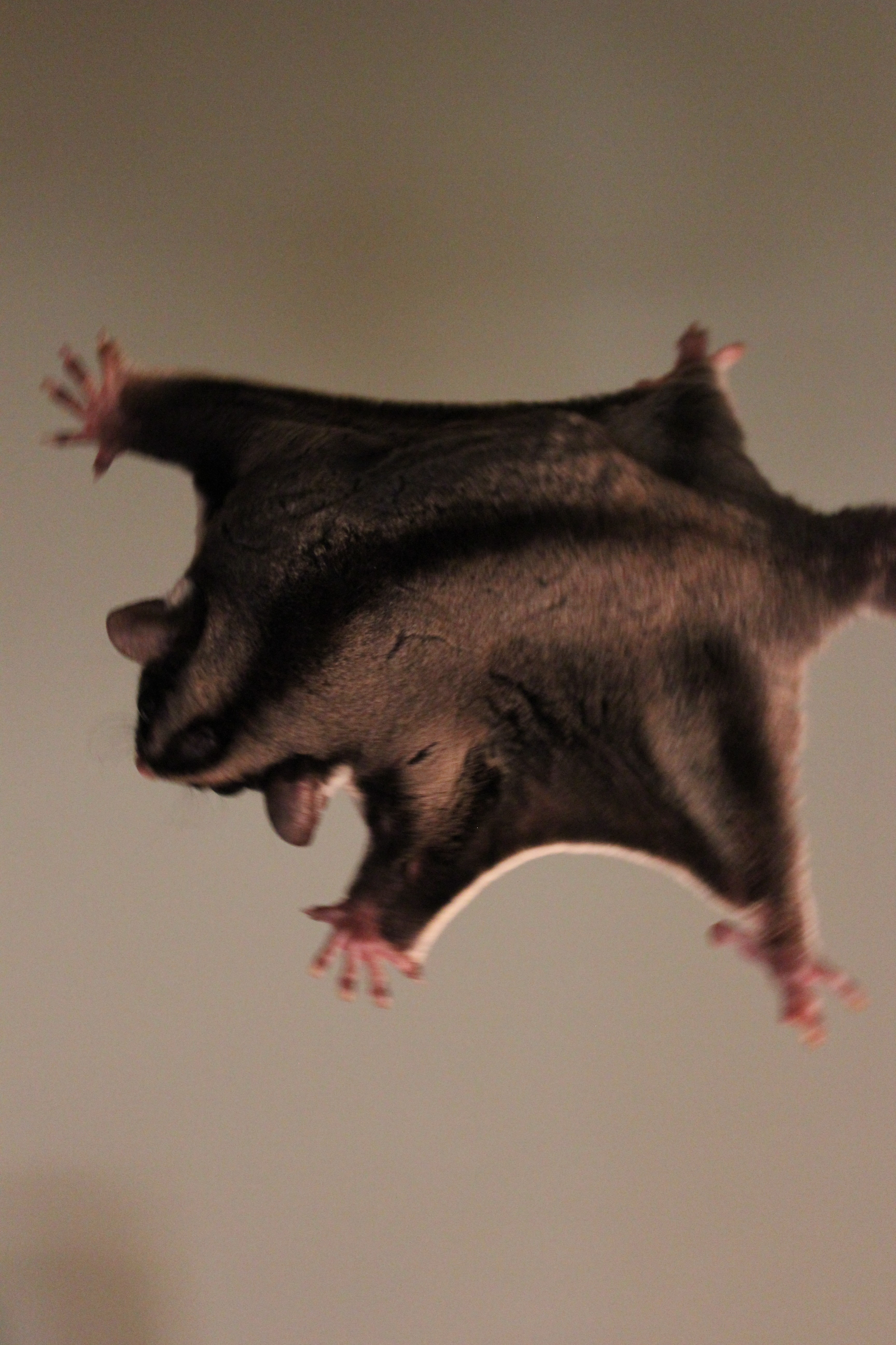 hd, sugar, flying, 5K, big, animals, art, x, eyes, glider, squirrels, Phone HD Wallpaper