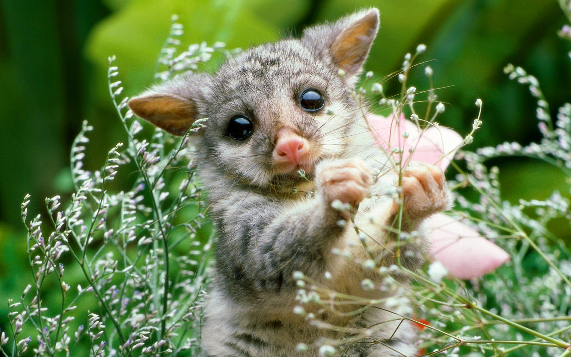 nature, gray, cub, 1080P, mammal, plant, glider, possum, sugar, HD Wallpaper