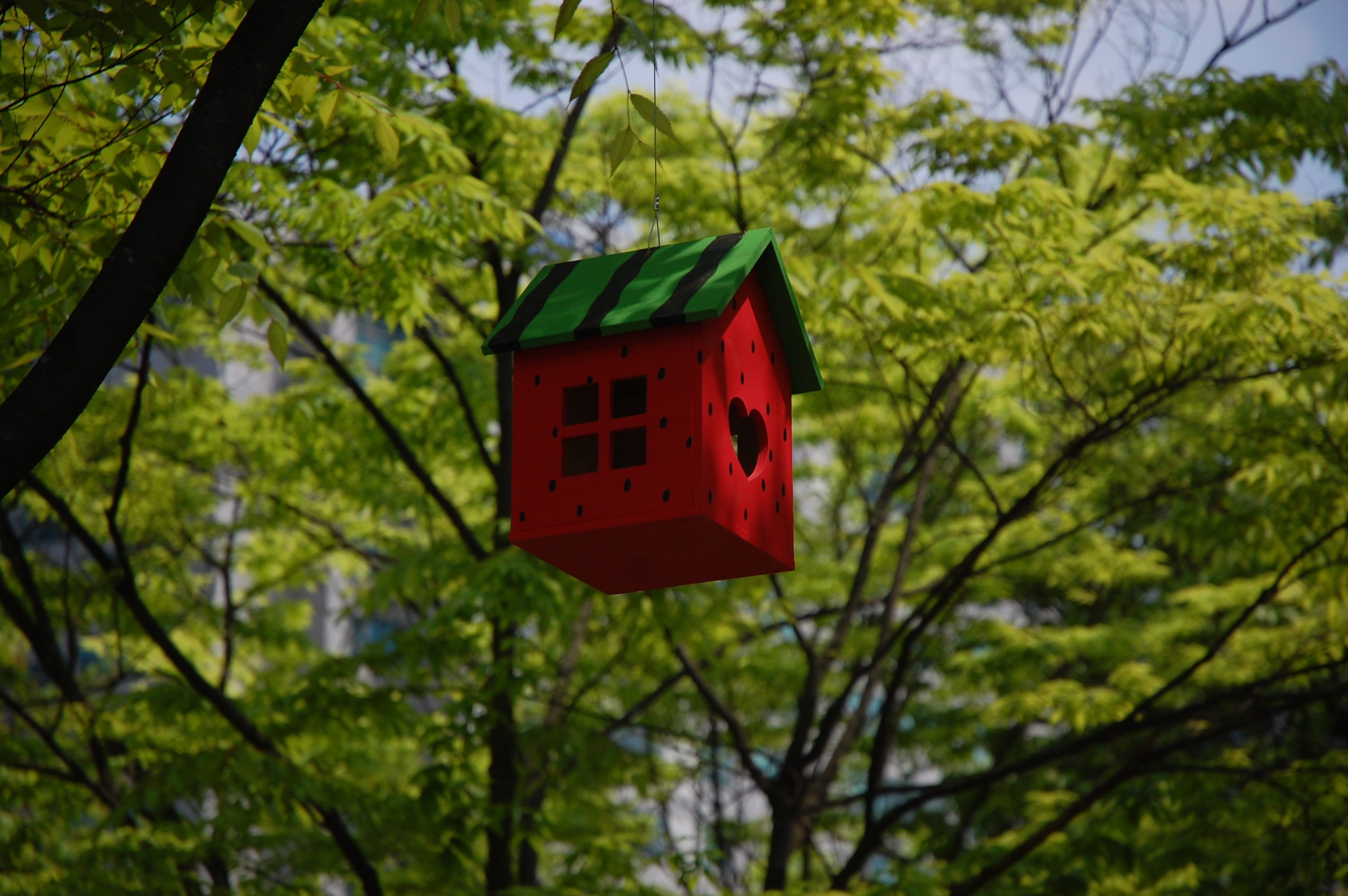 red, forest, branch, niche, green color, growth, no people, low angle view, sunlight, close-up, asia, beauty in nature, plant, selective focus, 2K, architecture, HD Wallpaper