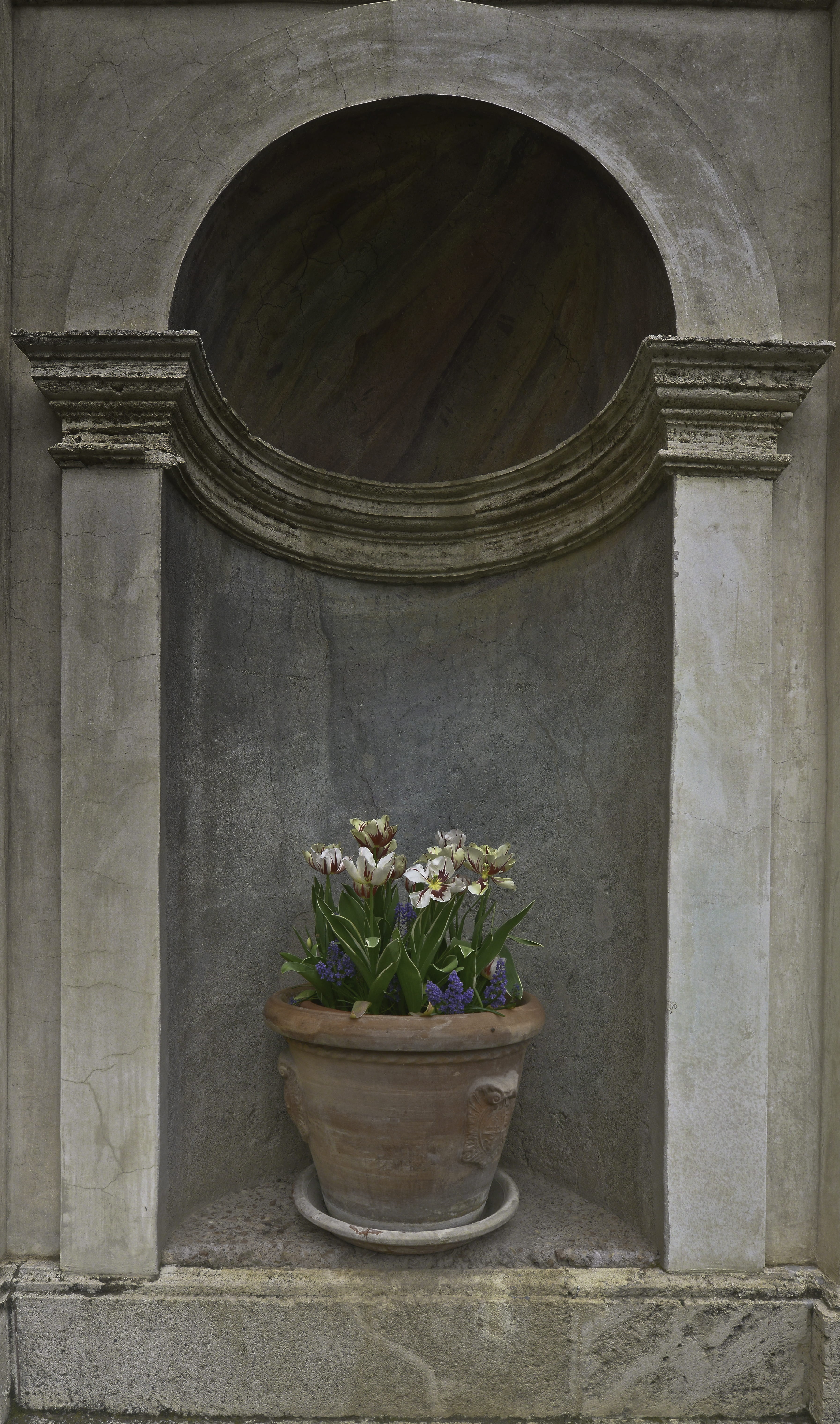 flowering plant, flower, nature, building, indoors, niche, potted plant, interior design, the past, old, italy, flooring, colors, building exterior, built structure, Phone HD Wallpaper