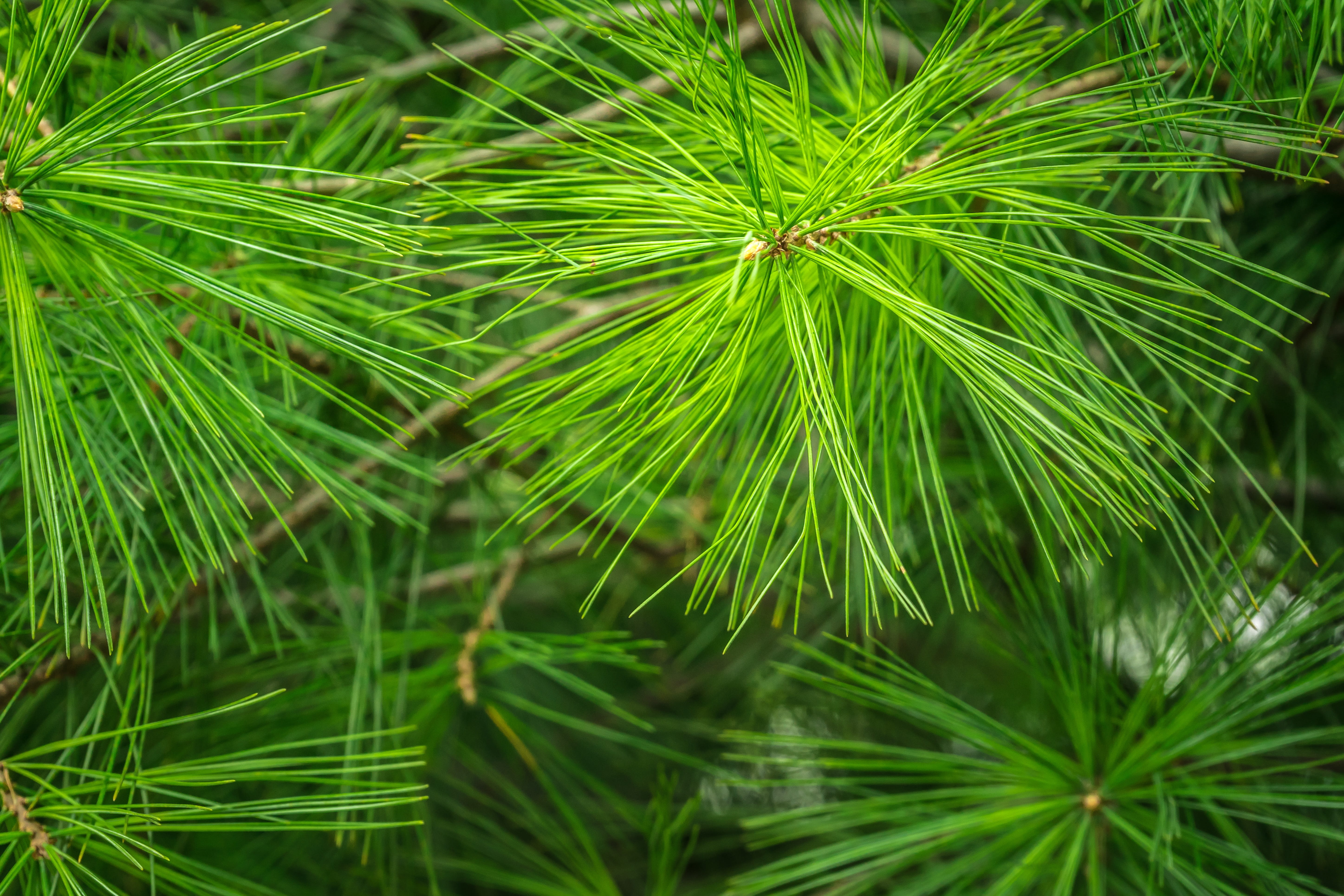 plant part, forest, leaf, niche, pine needles, Green, beauty in nature, full frame, green, day, Pine, plants, lush foliage, the leaves, selective focus, HD Wallpaper