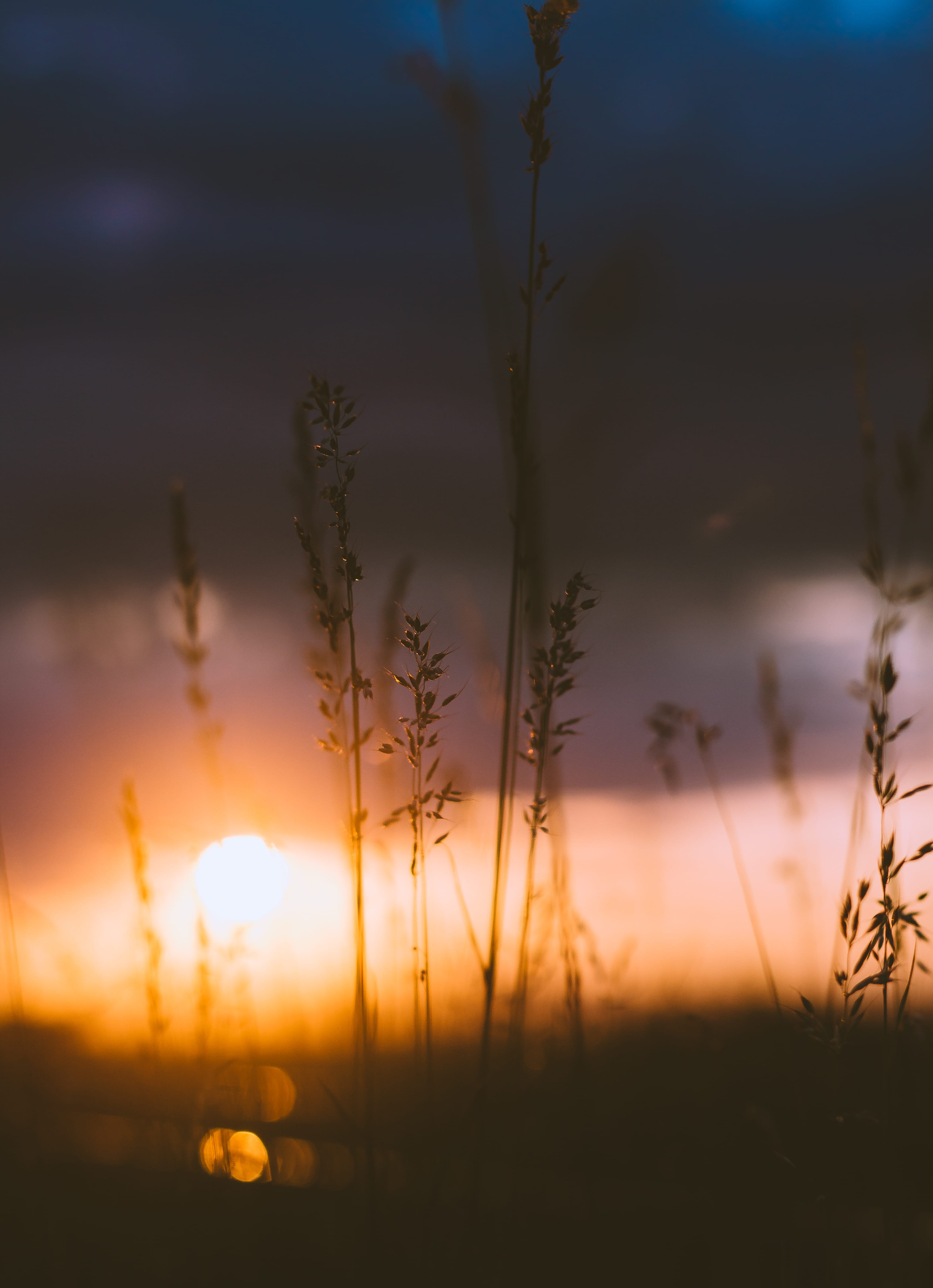 land, orange, cloudy, orange color, meadow, silhouette, sun, nature, bright, tranquility, stalk, morning, dusk, beauty In Nature, cloud - sky, tranquil Scene, Phone HD Wallpaper