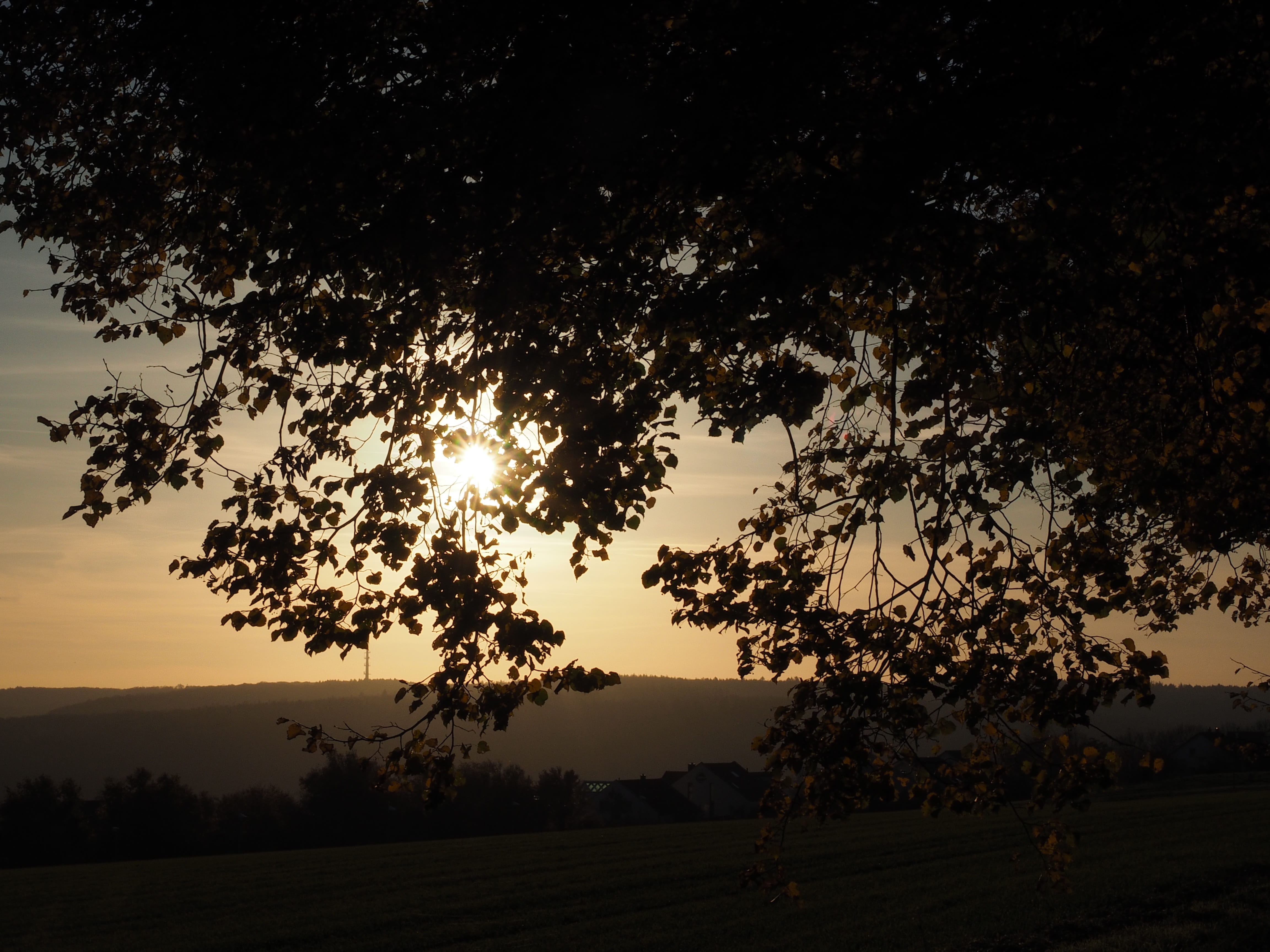 sun, fall color, winter linde, landscape, environment, malvaceae, promenade, ulmer höhenweg, panorama trail, plant, growth, scenics - nature, tilioideae, HD Wallpaper