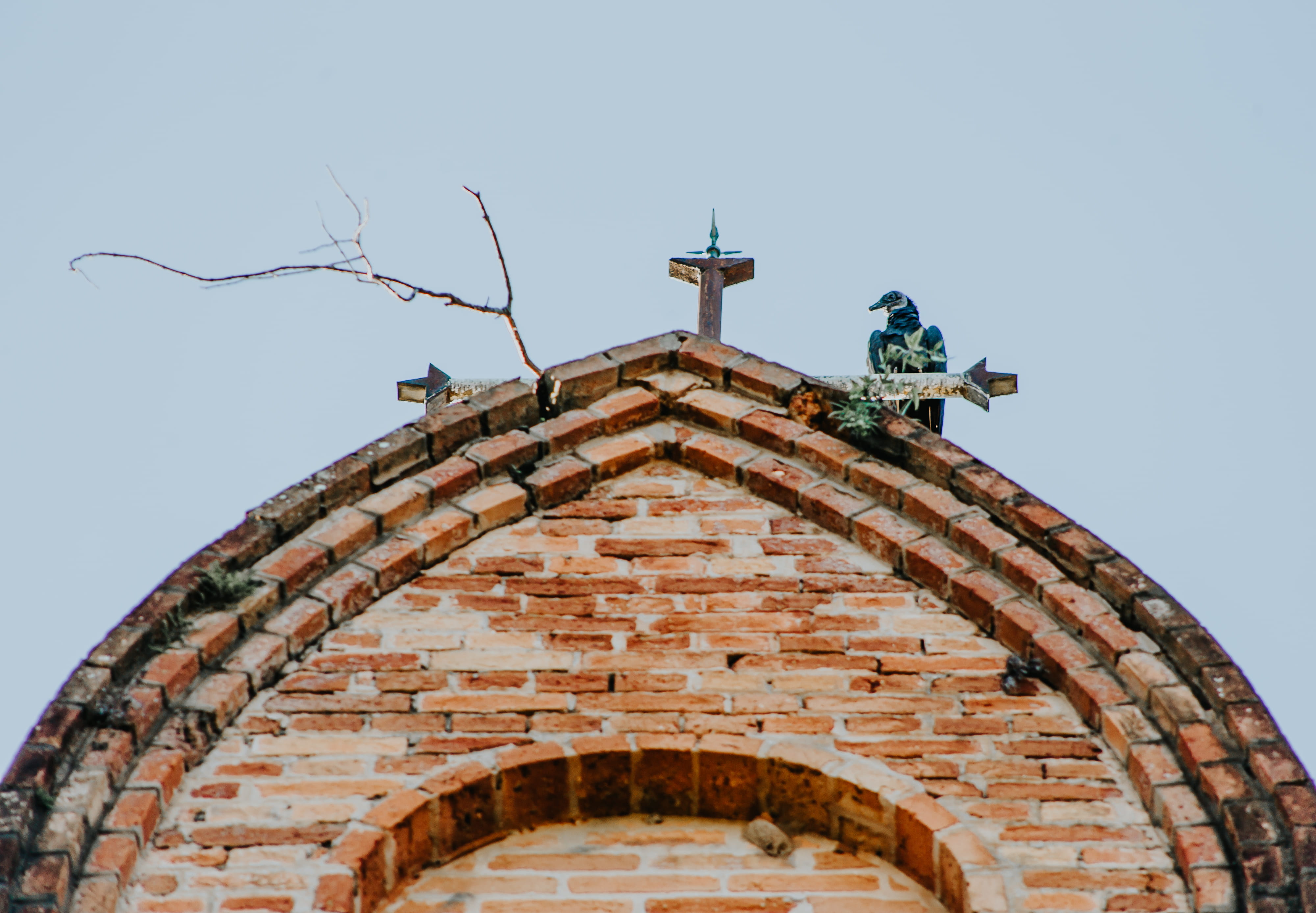 vertebrate, bird, dome, monastery, animal wildlife, tile roof, architecture, housing, day, one animal, archaeology, triangle, animal themes, animals in the wild, HD Wallpaper