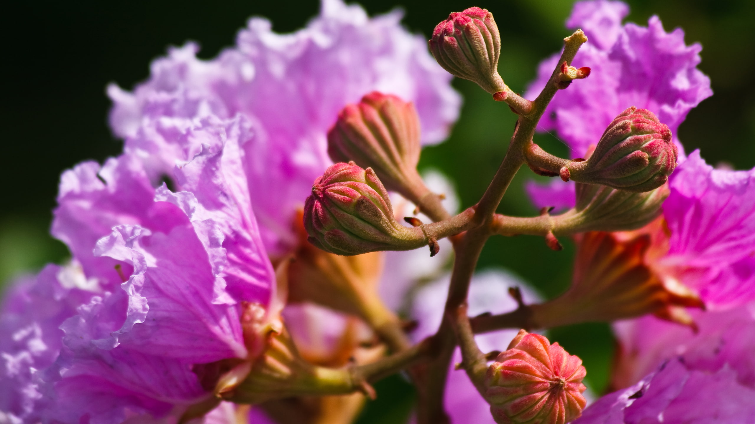 flower, birth, 2K, HD Wallpaper