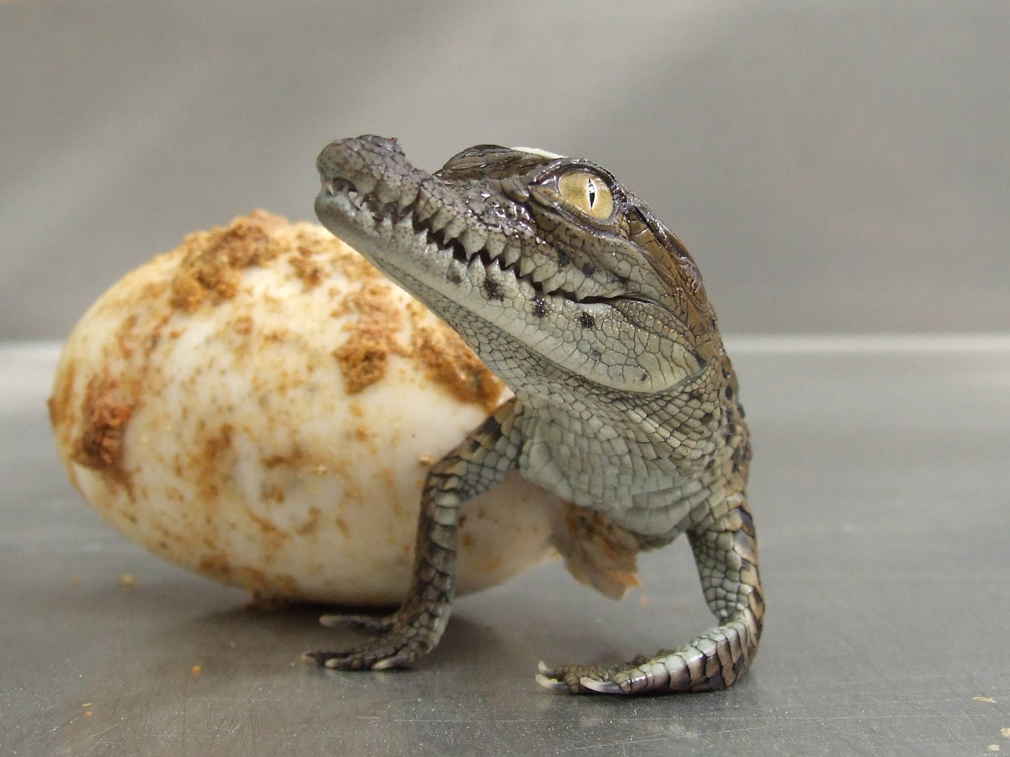 one animal, crocodile, carnivore, animal Head, wildlife, alligator, brown, full length, indoors, reptiles, nature, animal, outdoors, birth, egg, side view, HD Wallpaper