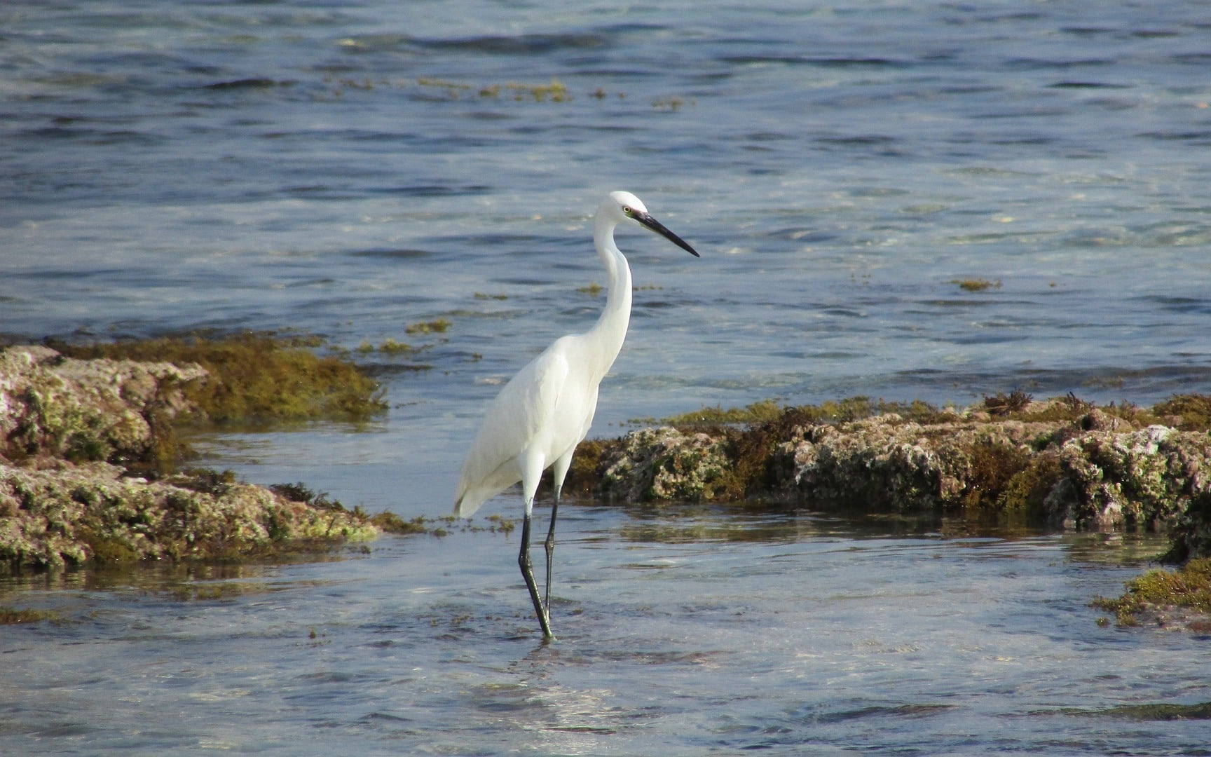 water, animals in the wild, 720P, great egret, vertebrate, Cyprus, egret, crane - bird, bird, nature, white color, water bird, one animal, rocks, Heron in Protaras, HD Wallpaper