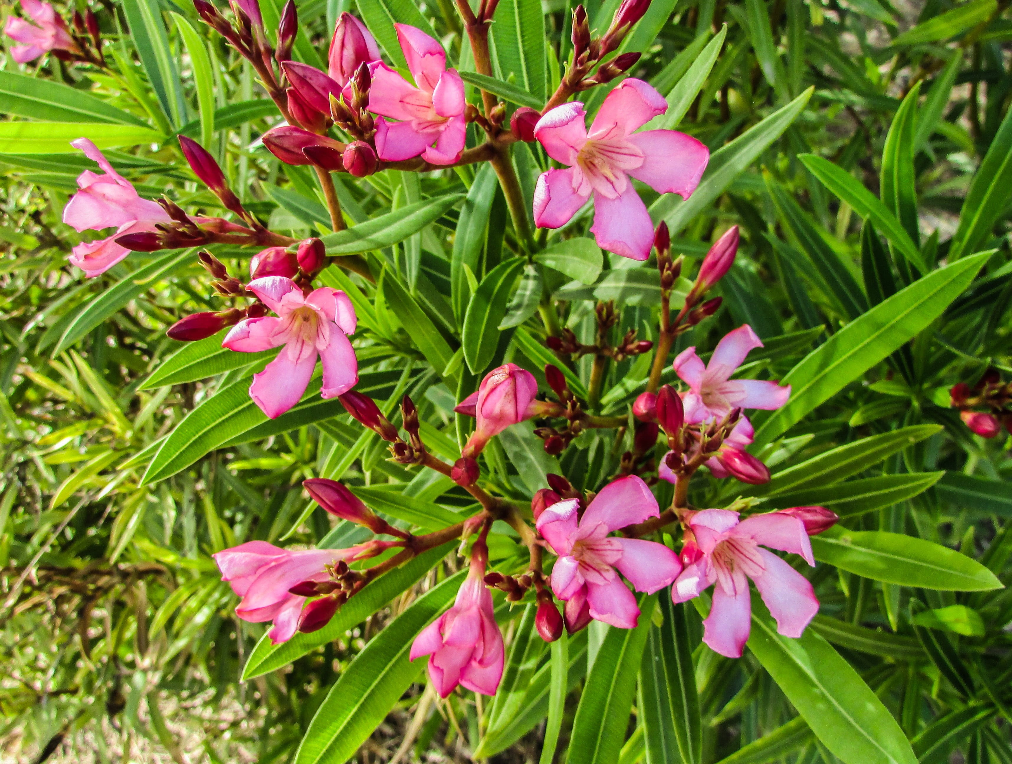close-up, beauty in nature, blossom, outdoors, fragility, 2K, no people, petal, green color, flowering plant, freshness, purple, pink, garden, protaras, HD Wallpaper