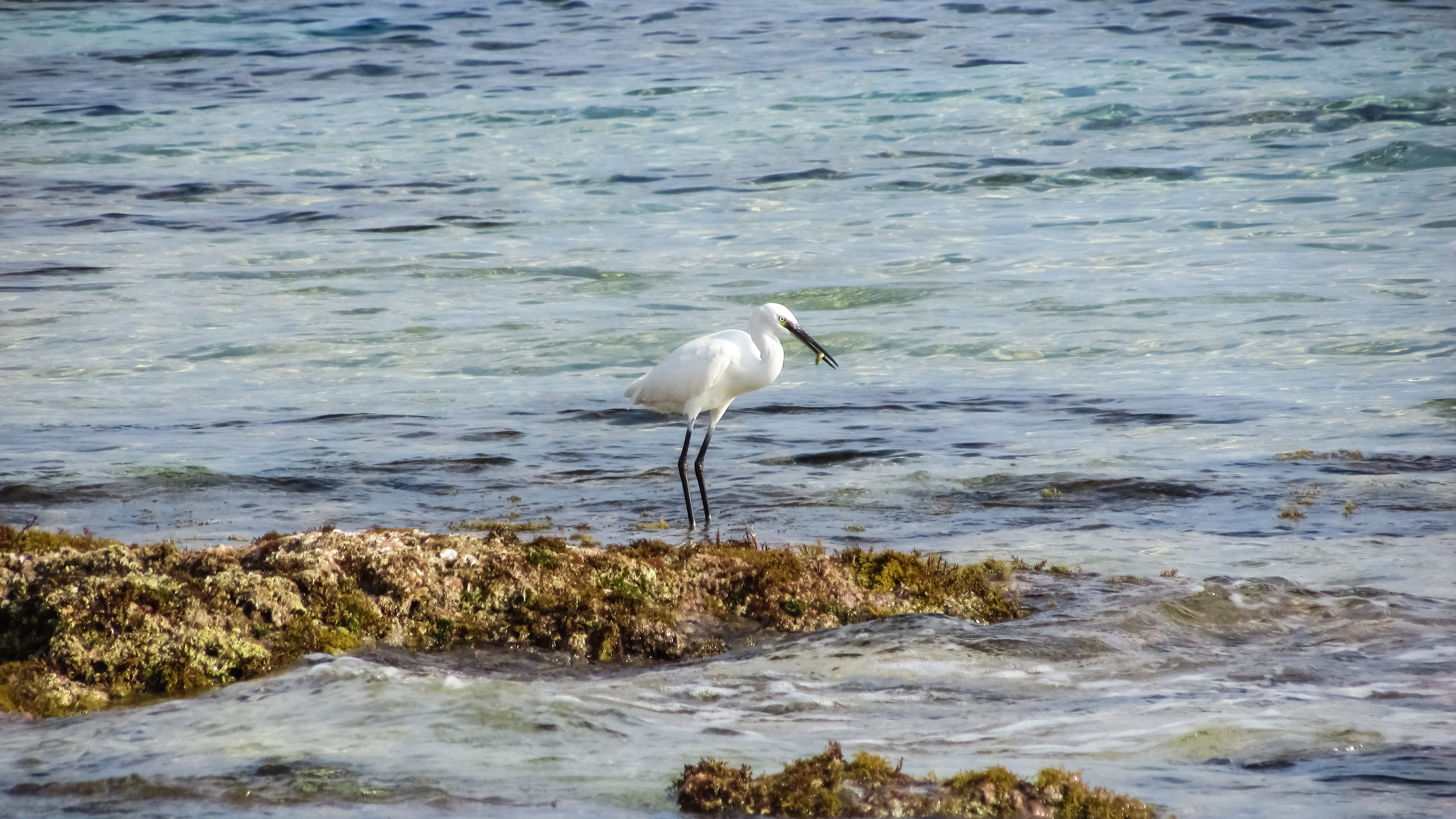 no people, nature, motion, one animal, beach, animal wildlife, animal themes, heron, vertebrate, water, day, 4K, animals in the wild, land, sea, eating, HD Wallpaper