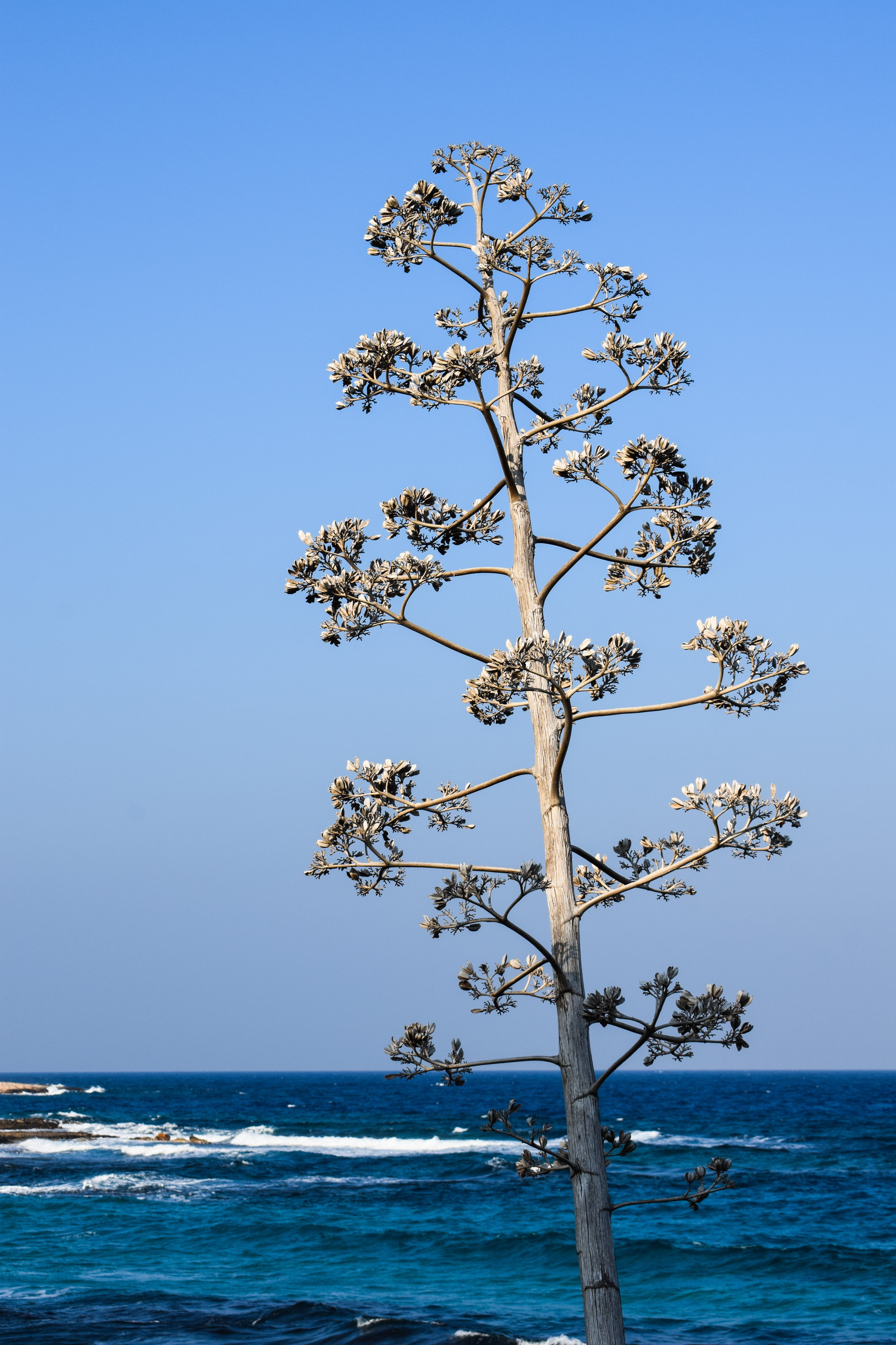 plant, nature, clear sky, day, waves, outdoors, blue, horizon over water, beach, land, water, cyprus, sea, protaras, scenics - nature, sky, beauty in nature, Phone HD Wallpaper