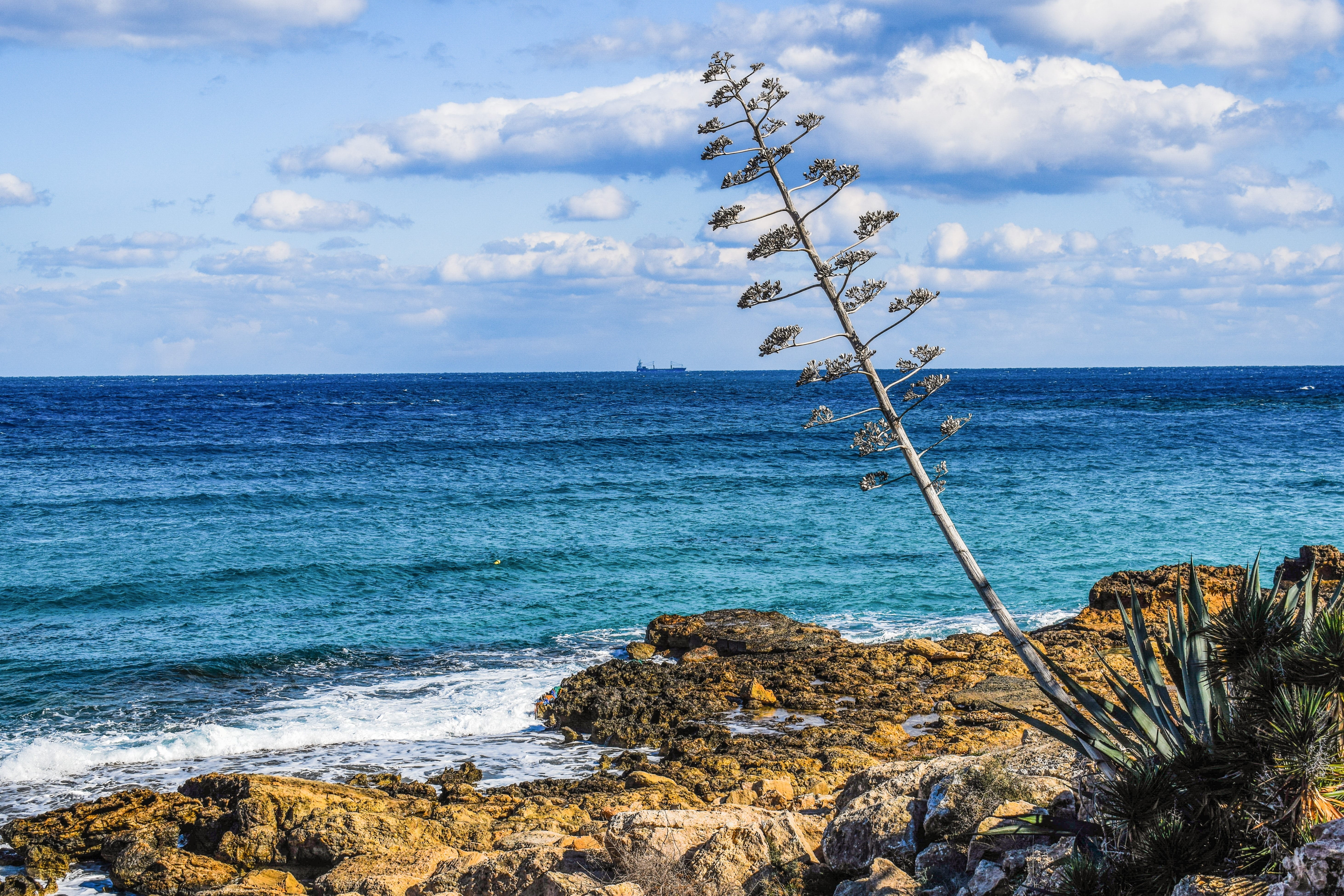 beauty in nature, Tree, Landscape, beach, solid, scenery, Sea, rock - object, horizon, Coast, cyprus, tranquility, no people, blue, protaras, scenics - nature, HD Wallpaper