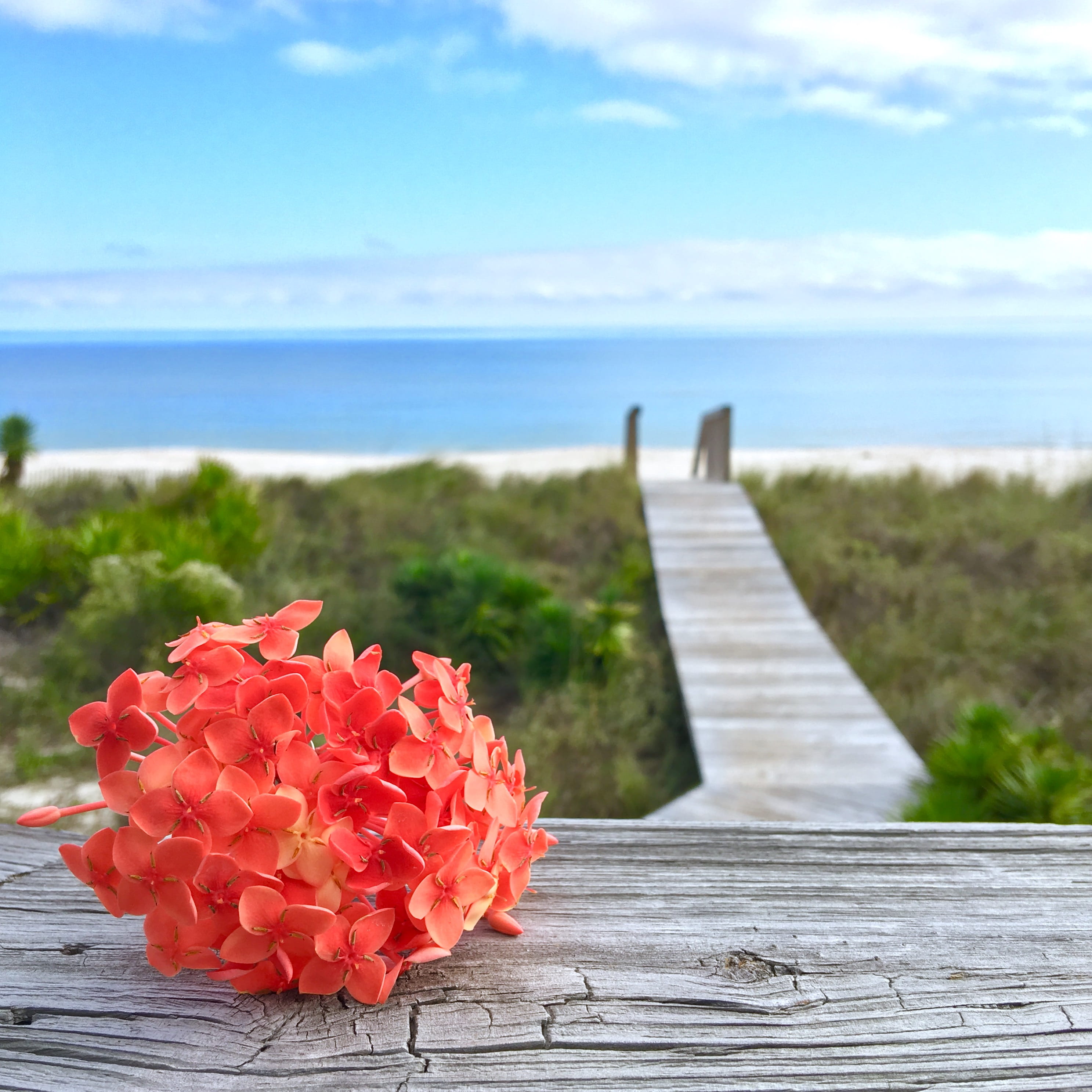 st george island, nature, st george island state park, freshness, 2K, flowering plant, ocean, water, day, land, saint george island, sea, beauty in nature, Phone HD Wallpaper