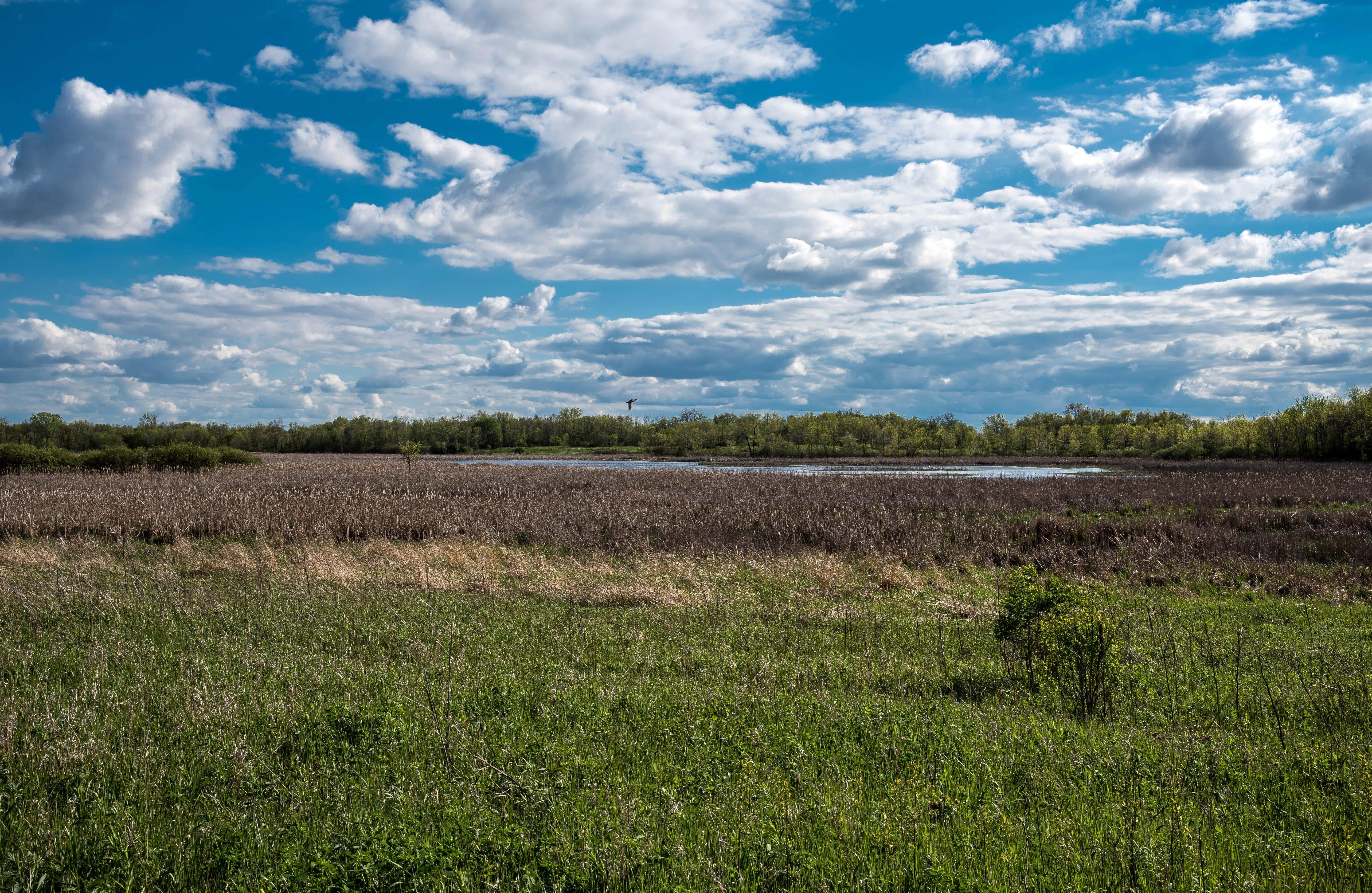 Horicon, summer, Landscape, clouds, meadow, tree, animal, photos, 5K, plant, cloudscape, animals in the wild, environment, outdoors, no People, day, land, HD Wallpaper