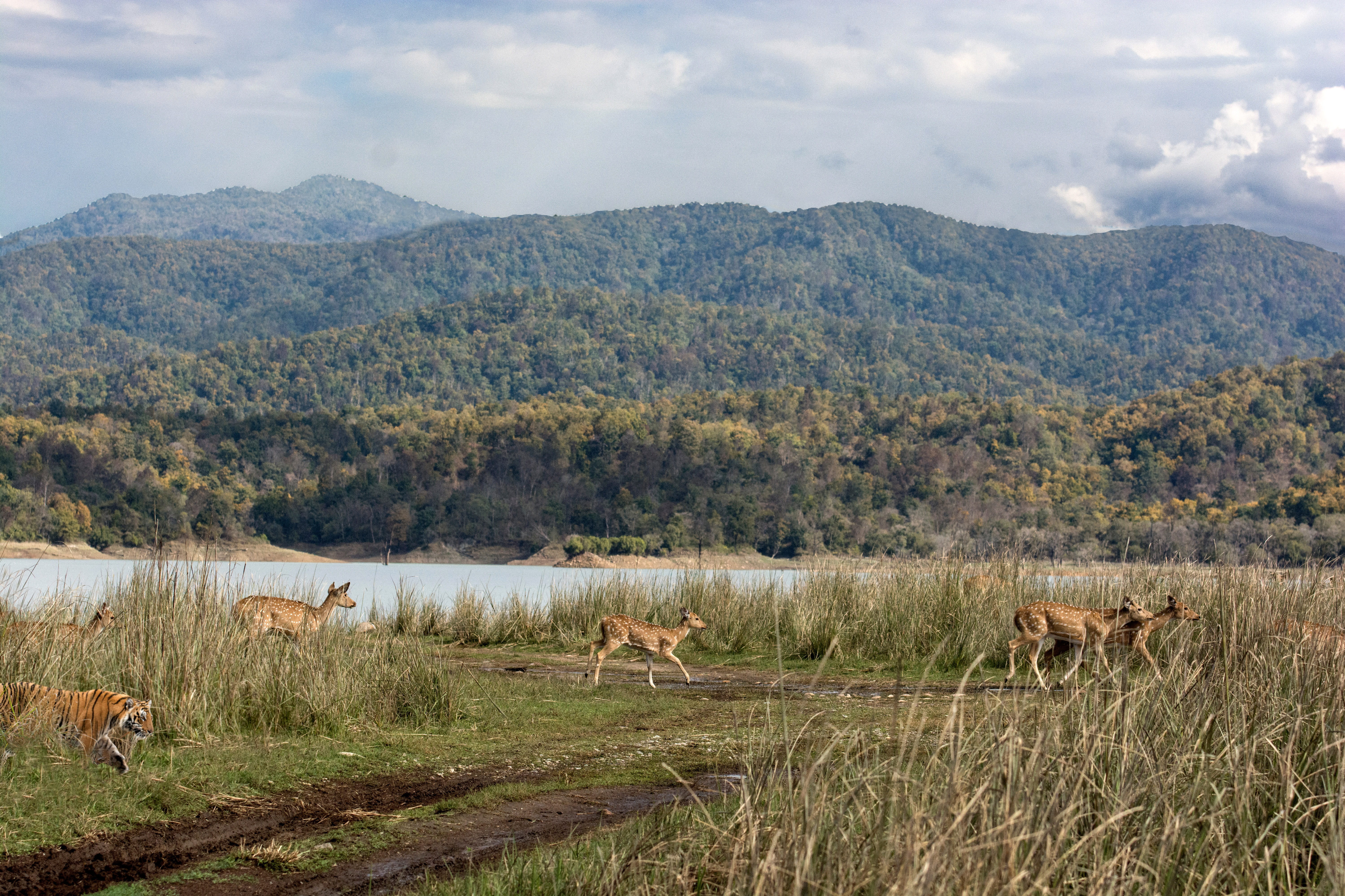 animals And Pets, deer, animals in the wild, animal wildlife, outdoors, mammal, animal, Landscape, no people, pasture, Ramnagar, rural Scene, public domain, HD Wallpaper