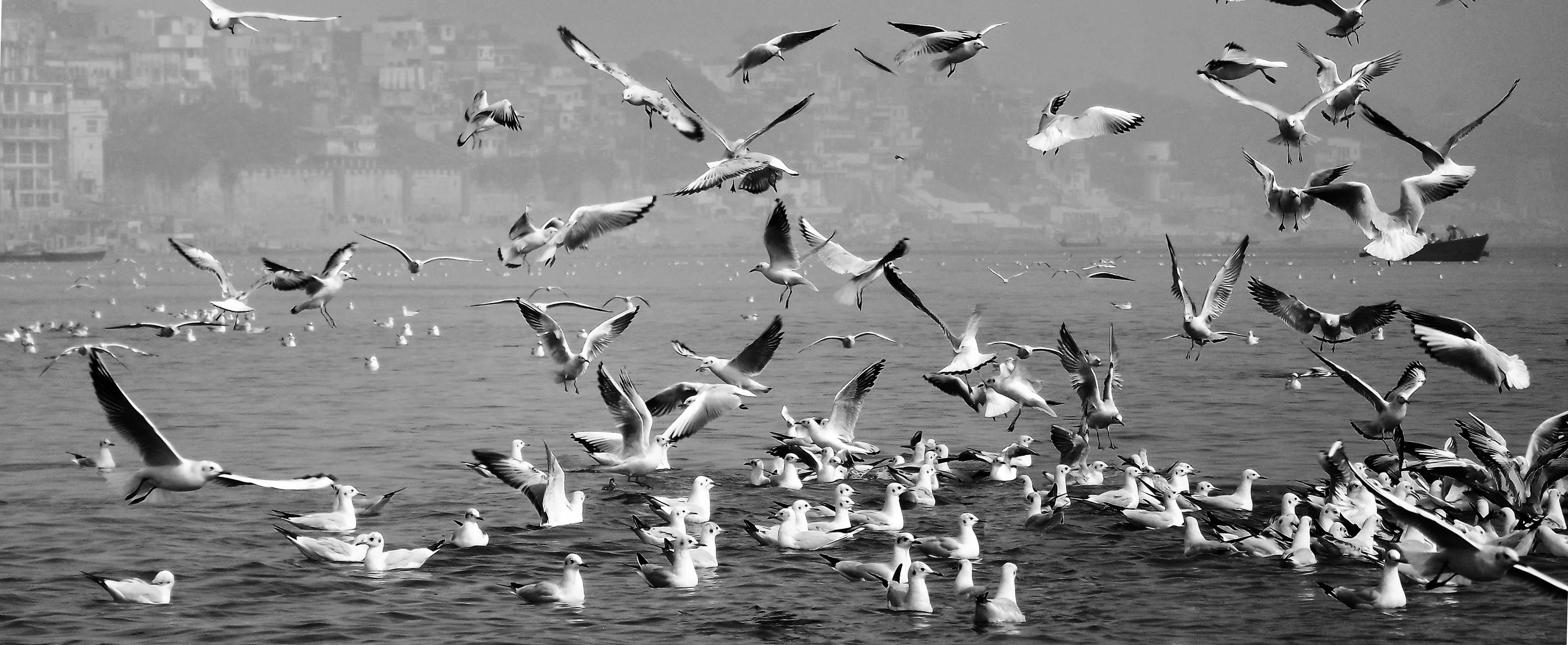 large group of animals, vertebrate, silhouette, no people, animal, Design, seagull, flock of birds, sea, Bird, nature, asian, animal themes, Landscape, HD Wallpaper