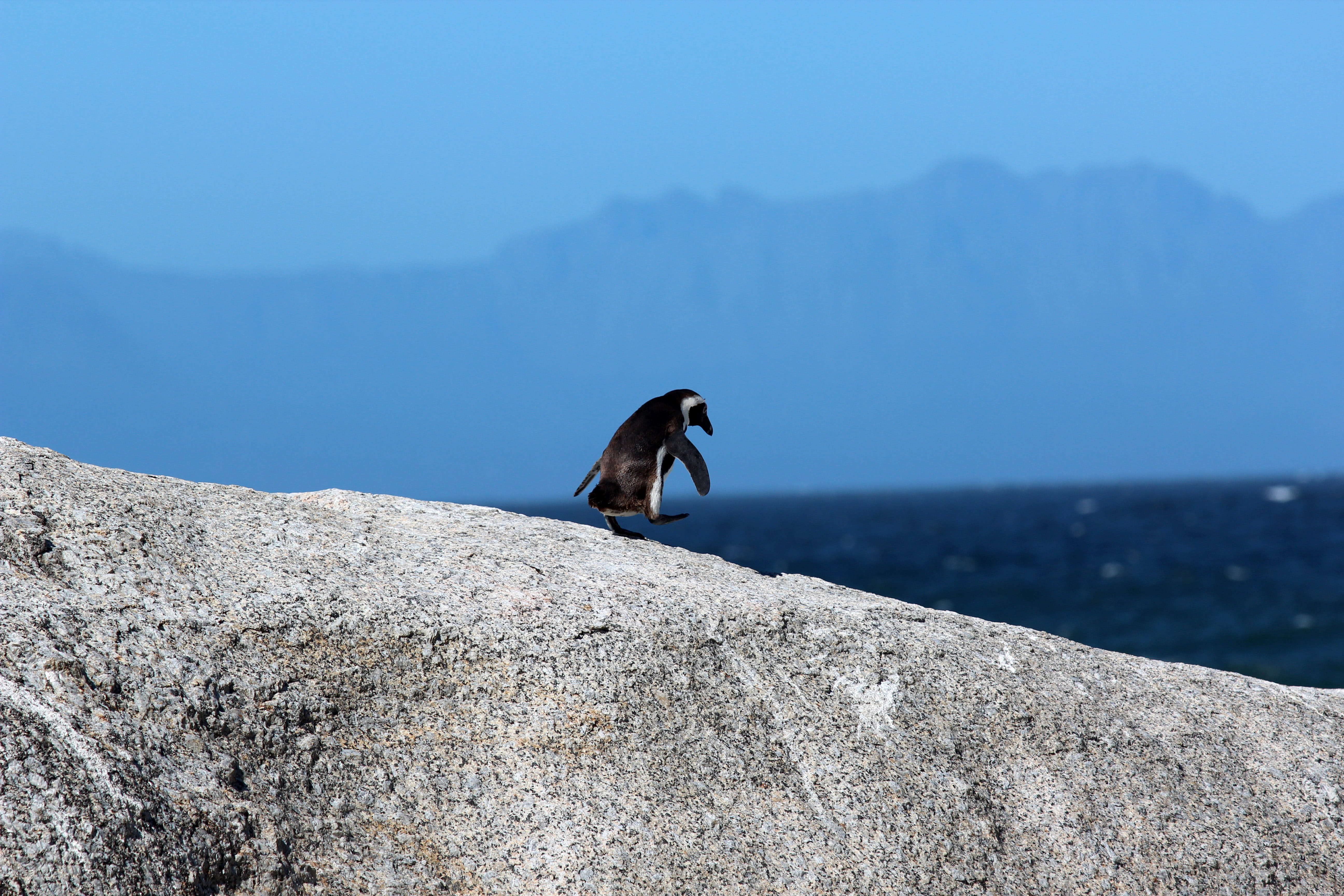 no people, solid, nature, south, adult, africa, South Africa, people, mammal, one animal, rock, day, Cape Town, cape, on the rocks, animal, mountain, sport, HD Wallpaper