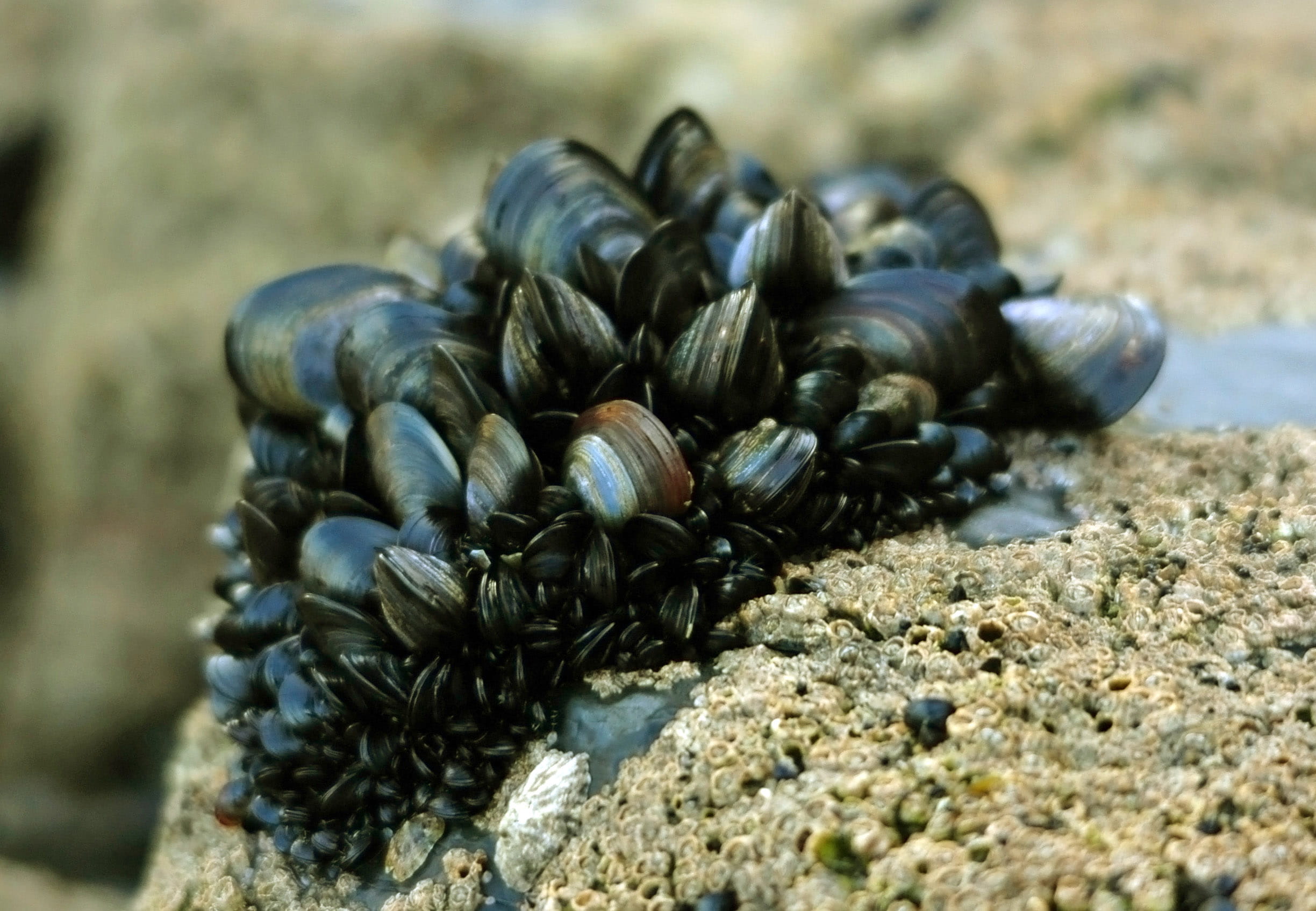no people, nature, close-up, animal wildlife, wildlife, photos, marine, group of animals, mussel, 1080P, sea, clams, day, mollusk, blue, animal themes, HD Wallpaper