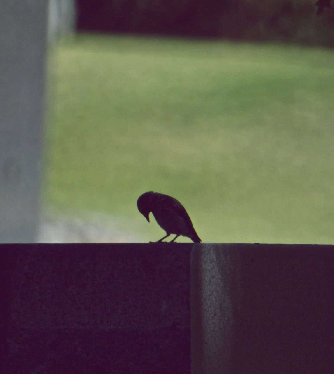 Depth Of Field, 720P, give up, birds, closeup, surrender, animals, grass, Phone HD Wallpaper