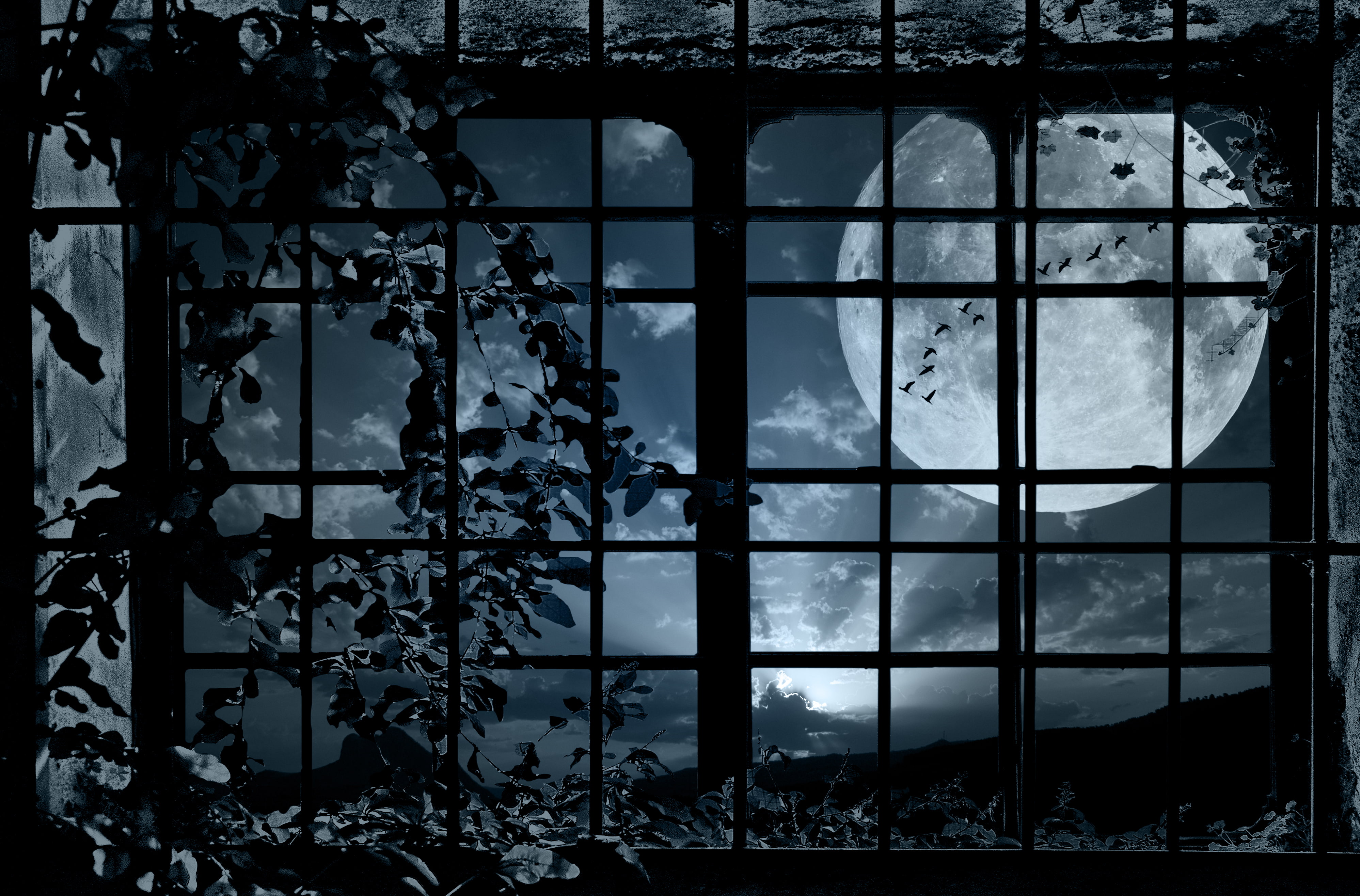 window, moon, grille, bindweed, birds, plant, night, flock, mood, 4K, bokeh, HD Wallpaper