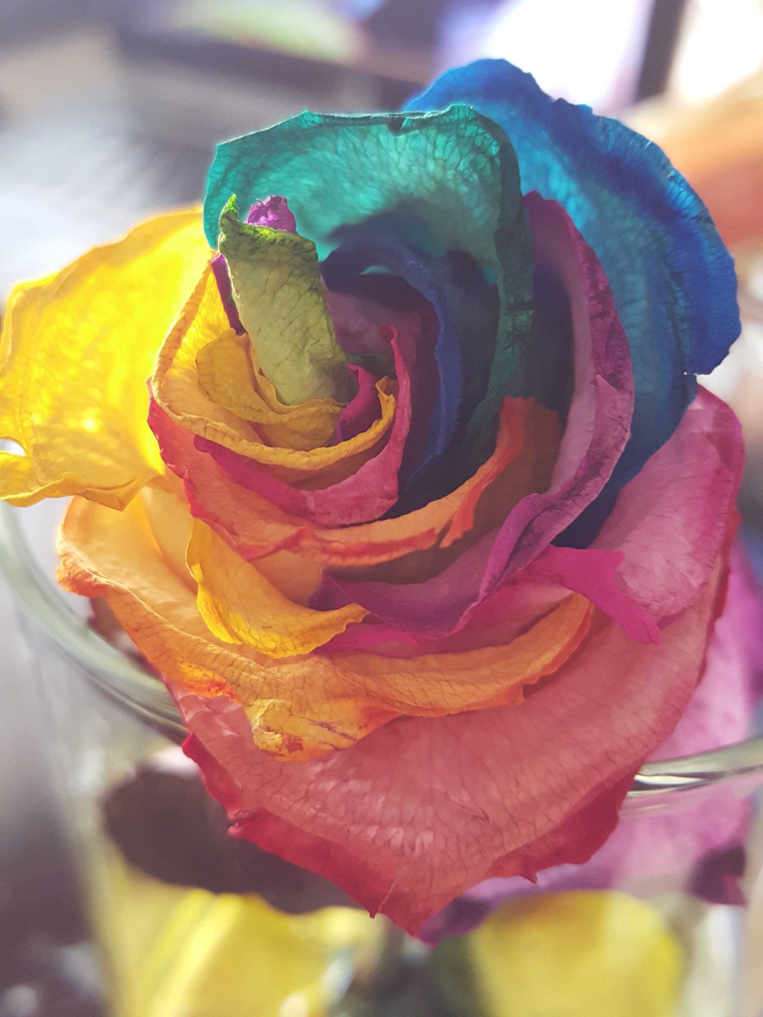 bouquet, flower head, united states, petal, fragility, plant, colors, tie dye, no people, growth, freshness, rainbow, petals, yellow, closeup, 2K, focus on foreground, Phone HD Wallpaper