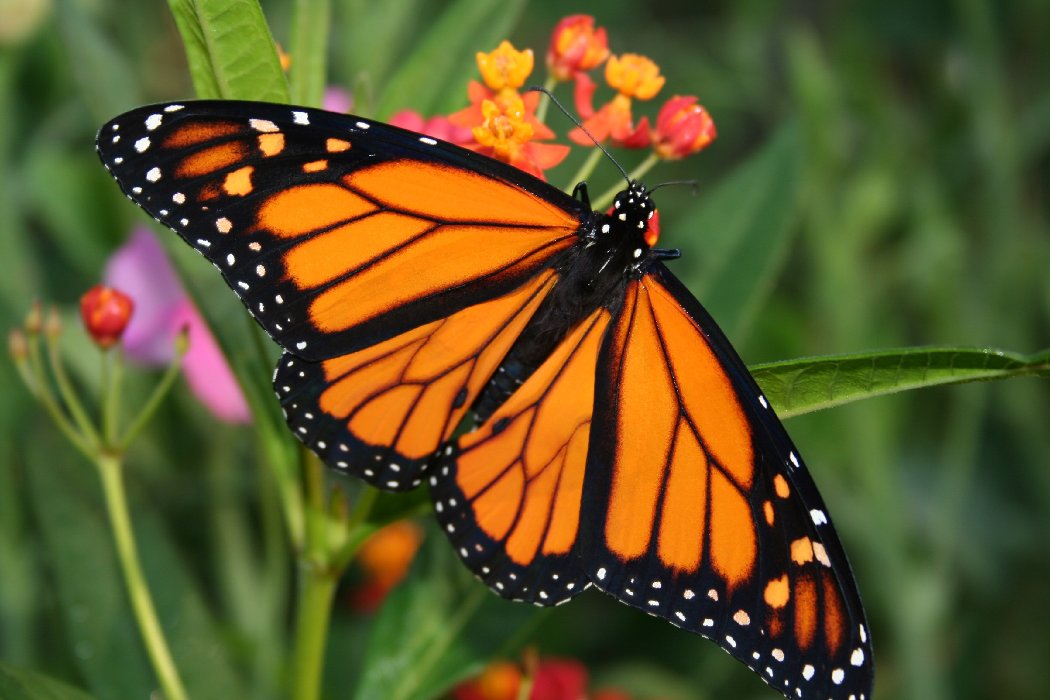 animal wing, animal themes, animal wildlife, insect, one animal, pollination, butterfly - insect, 2K, close-up, beauty in nature, orange color, nature, HD Wallpaper
