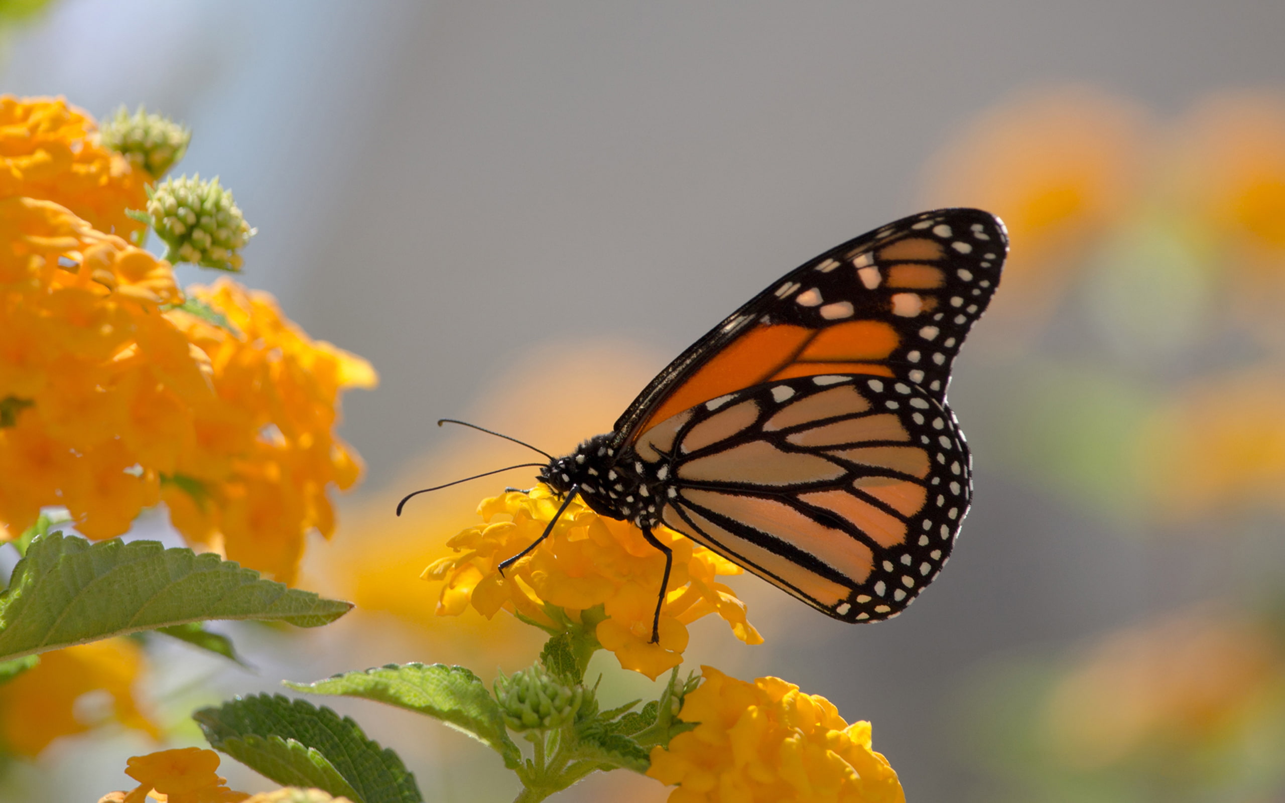 screen, full, desktop, lanthana, 2K, monarch, butterfly, yellow, HD Wallpaper