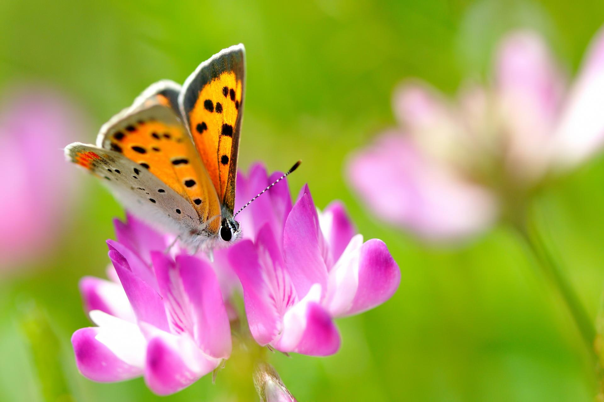 monarch, nature, butterfly, animals, 1080P, flower, HD Wallpaper