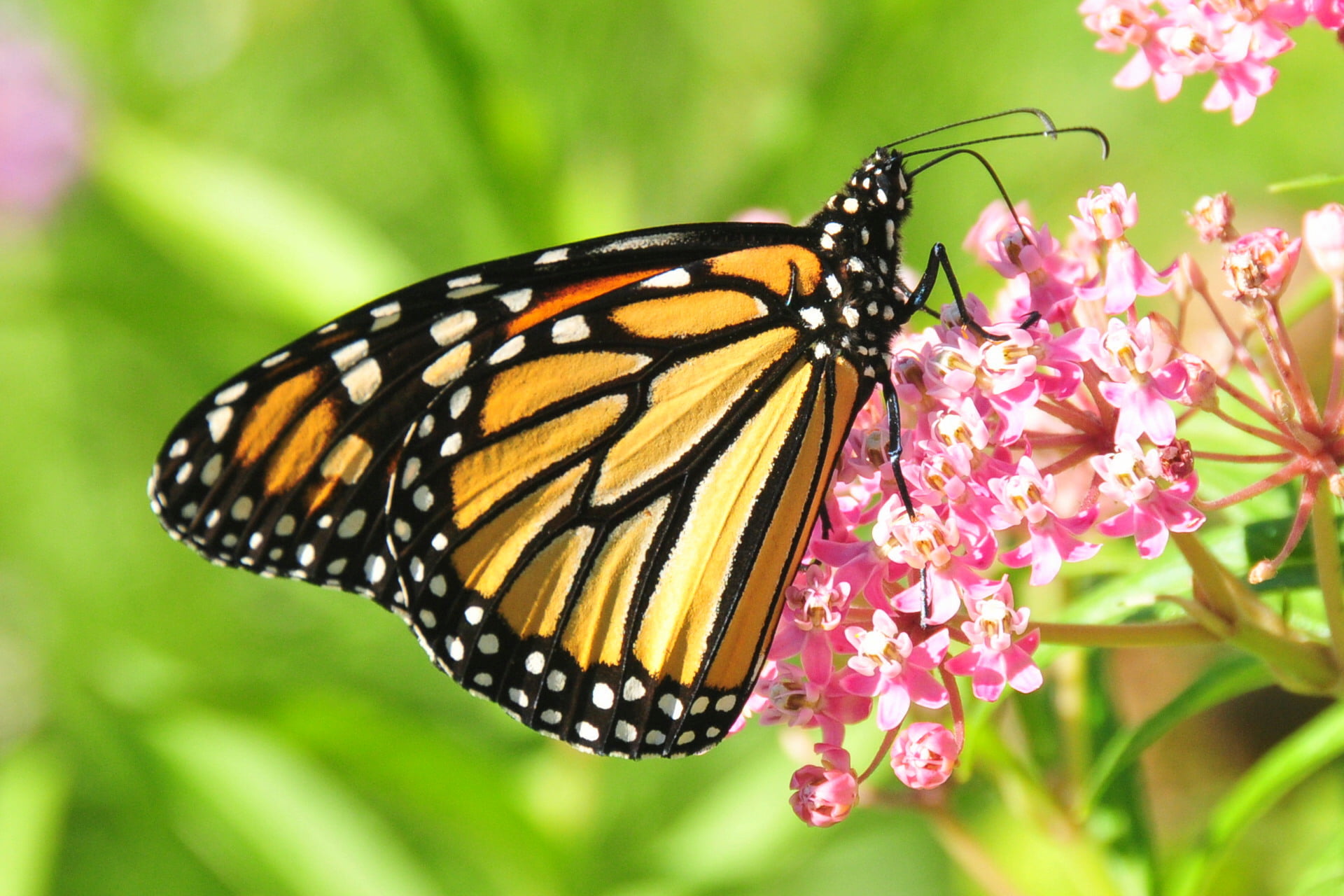 flower, sand, monarch, beauty In Nature, close-up, 1080P, flowers, lake, Nature, swamp, pink, butterfly - Insect, Swamp Milkweed, milkweed, Pollinators, HD Wallpaper