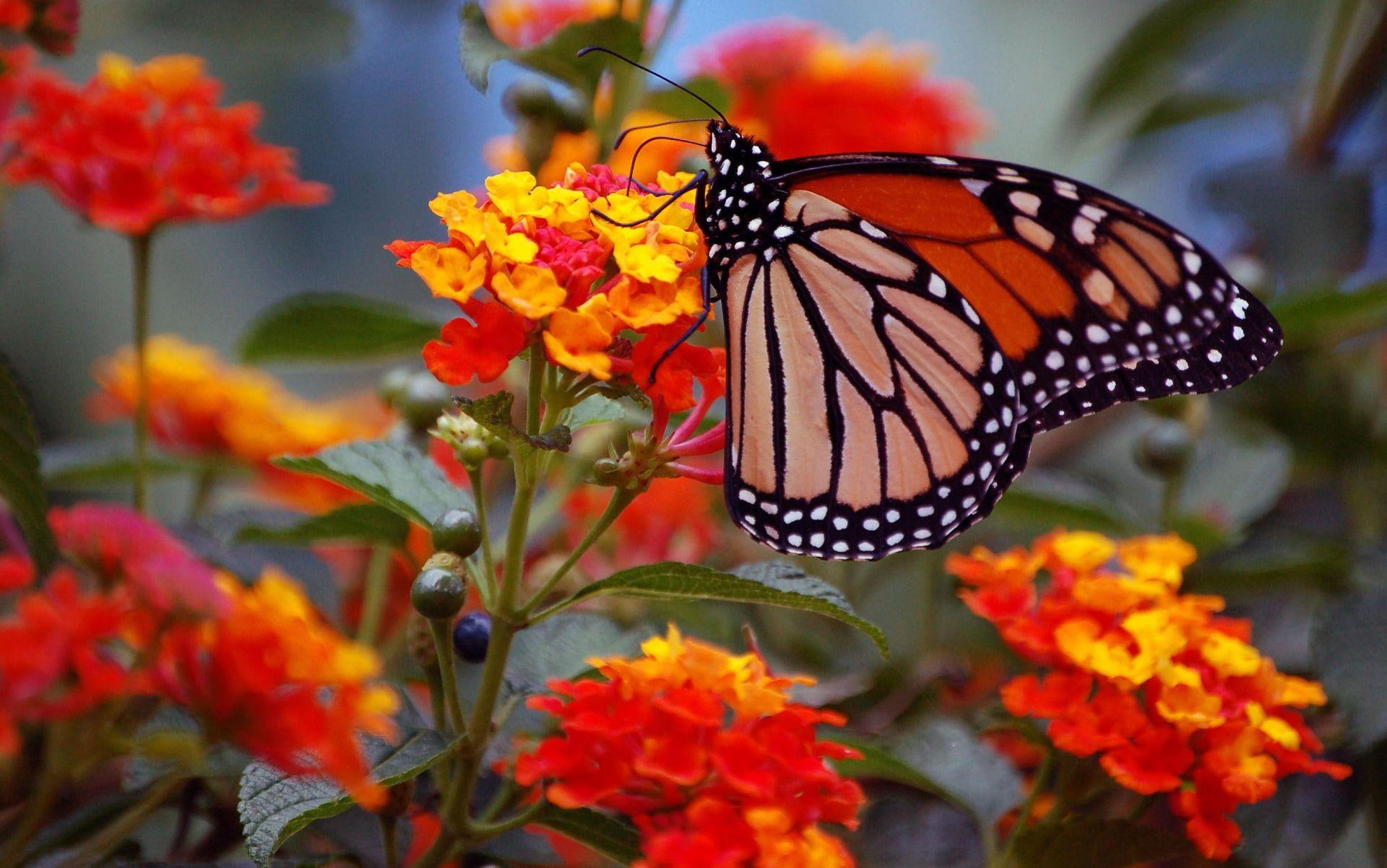 butterfly, monarch, flower, 1080P, nature, animal, animals, HD Wallpaper