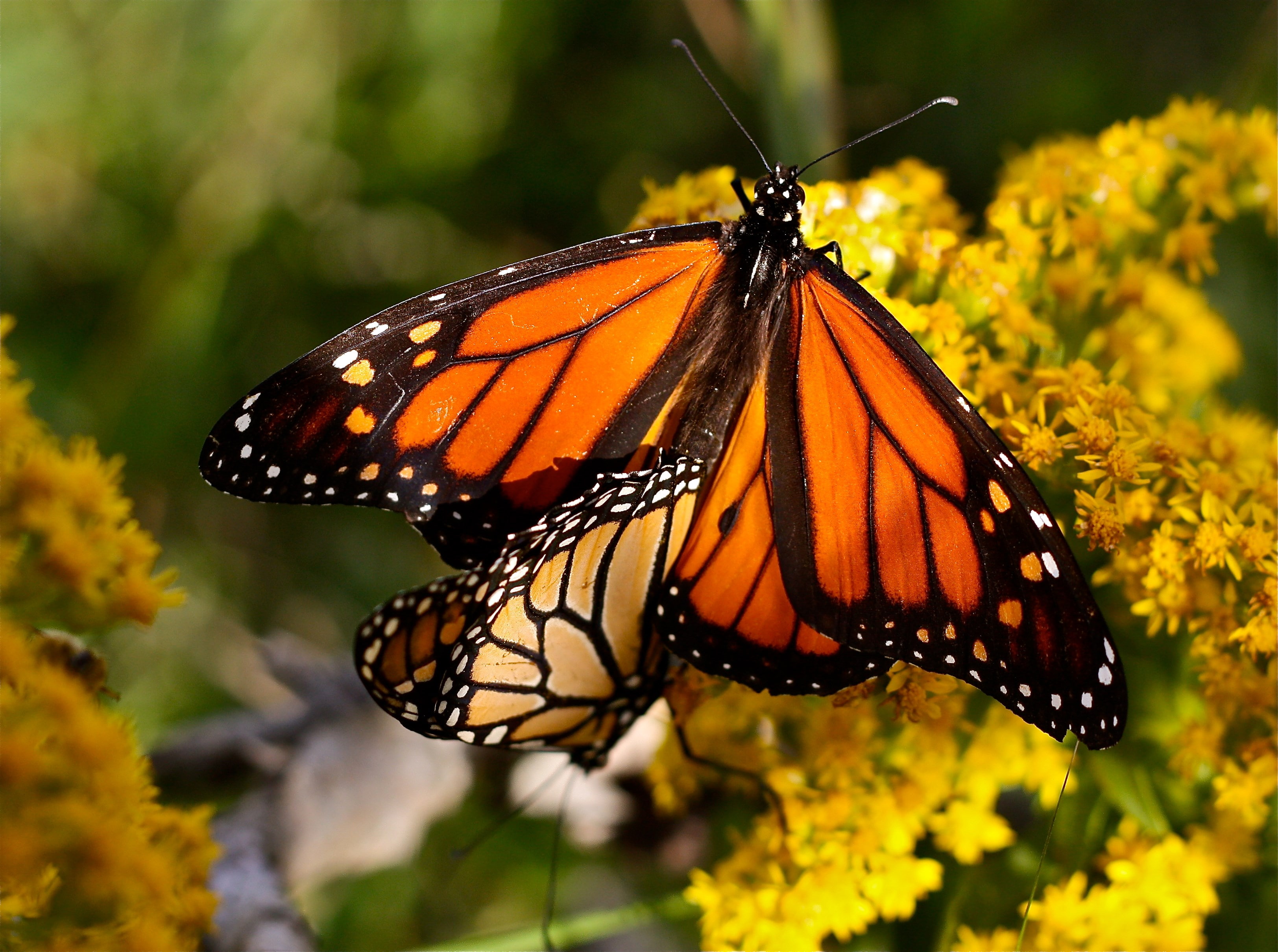 focus on foreground, close-up, insect, animal wing, flowering plant, pollination, invertebrate, no people, beauty in nature, butterfly, 2K, animals in the wild, HD Wallpaper