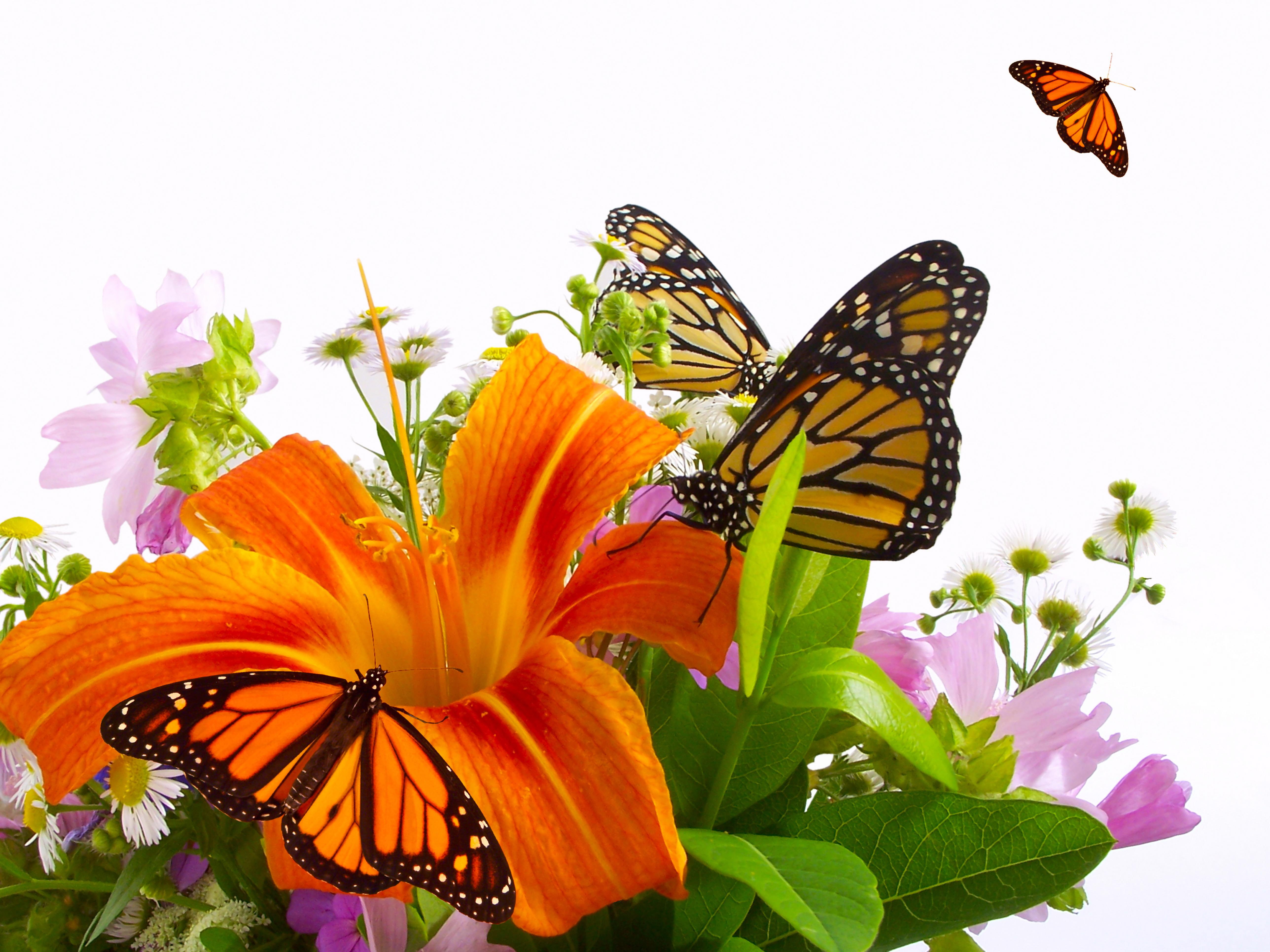 insects, monarch, butterflies, flowers, 5K, lilies, HD Wallpaper