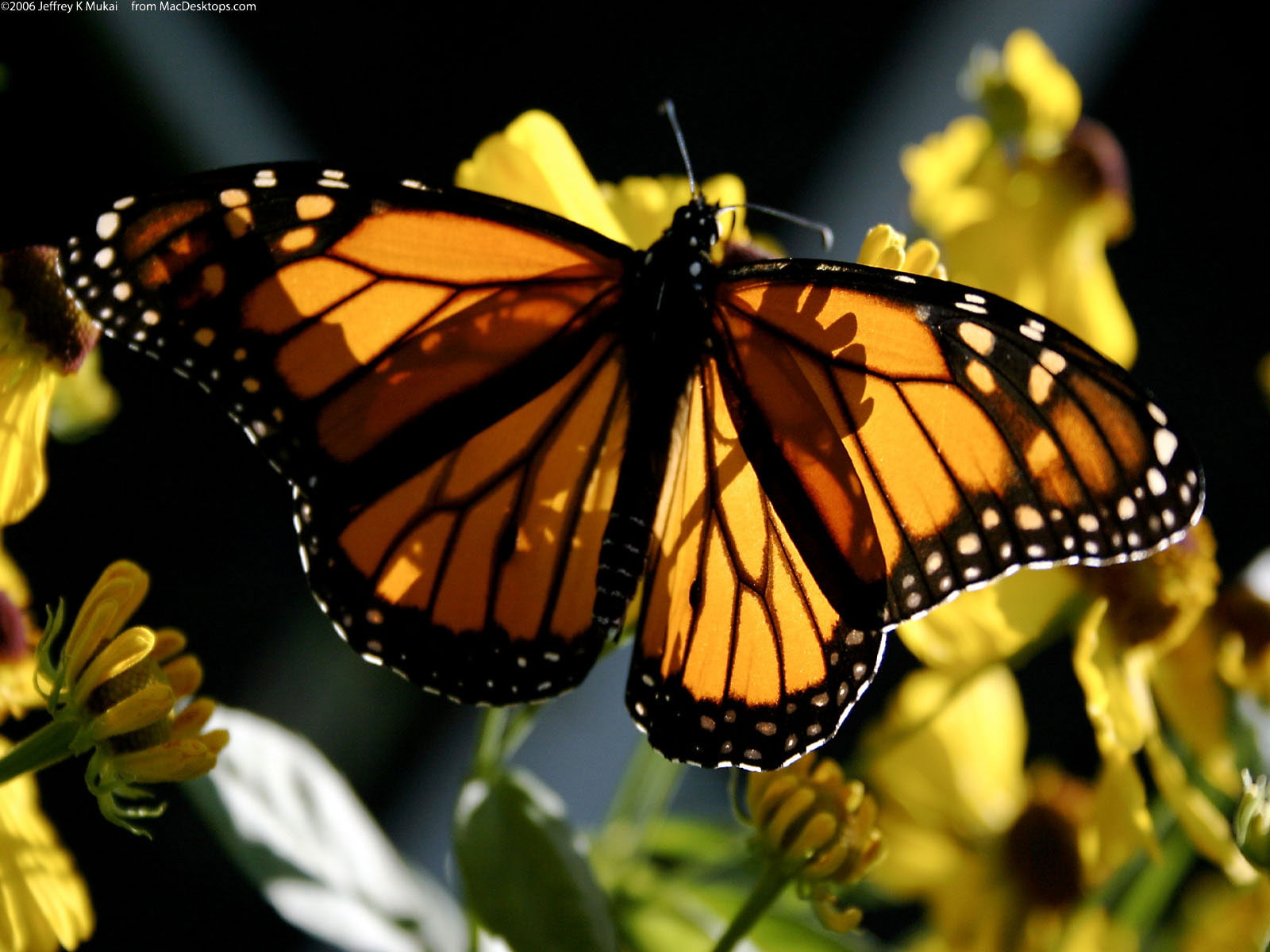 720P, monarch, HD Wallpaper