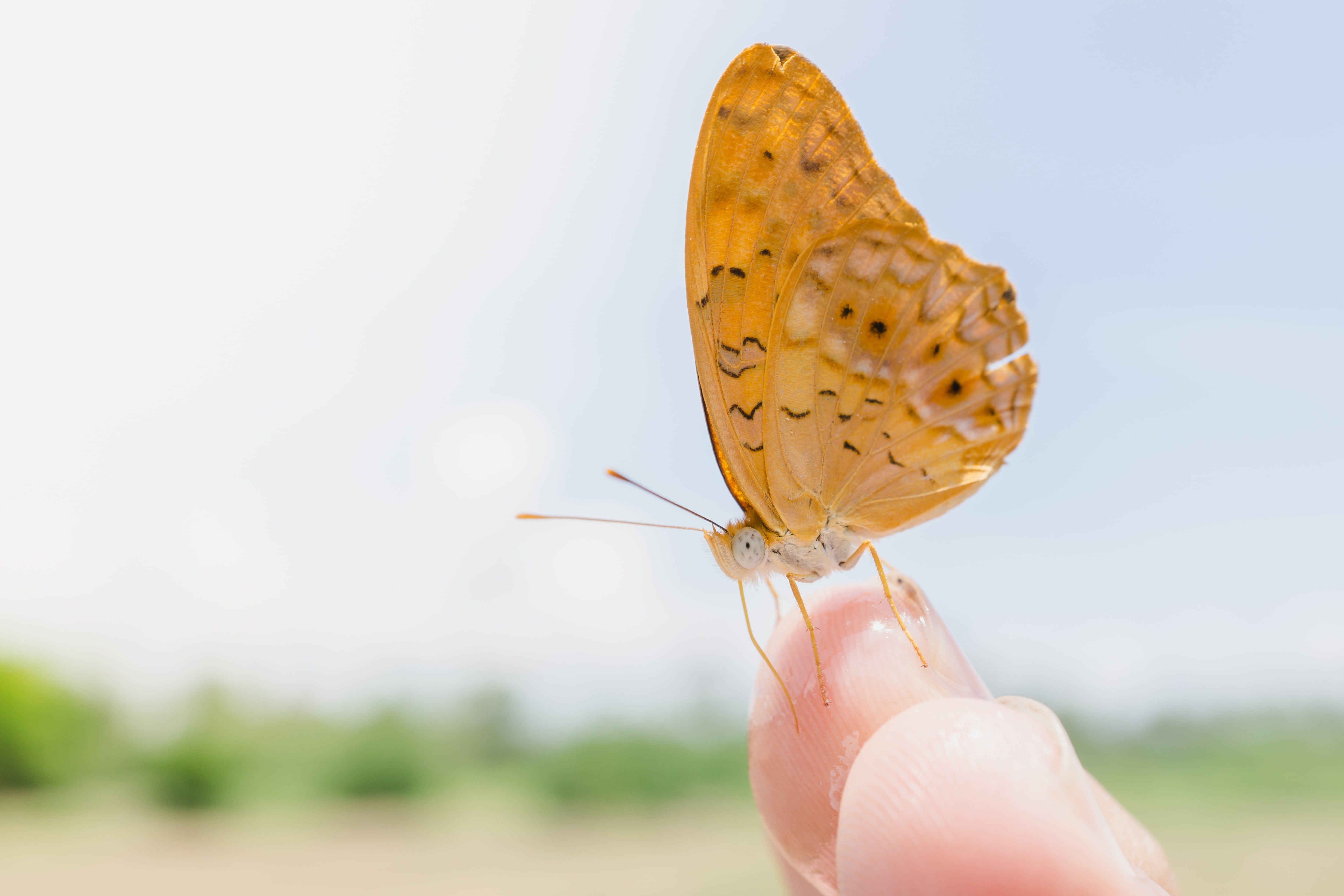 dom, hand, serenity, brown, one animal, beautiful, focus on foreground, nature, animal wing, human hand, wings, finger, outdoors, garden, body part, 4K, HD Wallpaper