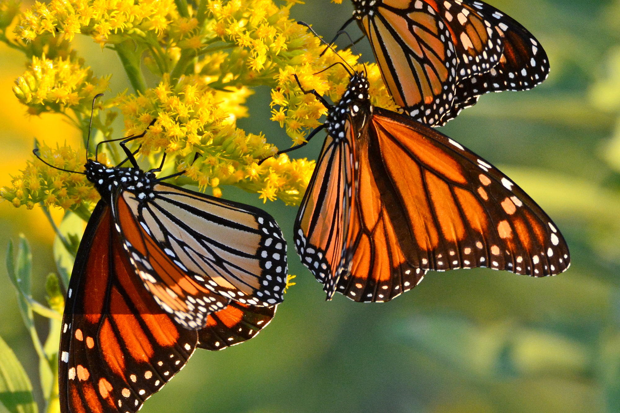 1080P, monarch, butterfly, flowers, wings, HD Wallpaper