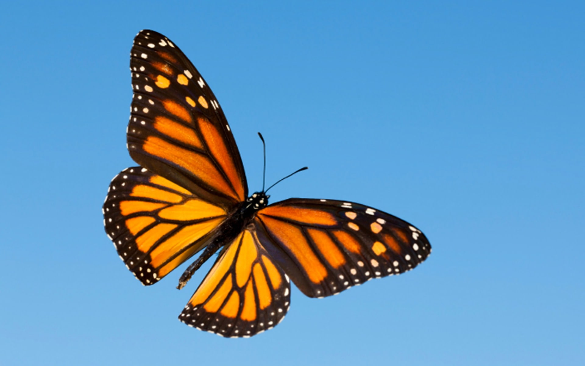 Butterfly, Monarch Butterfly, Animal, 1080P, HD Wallpaper