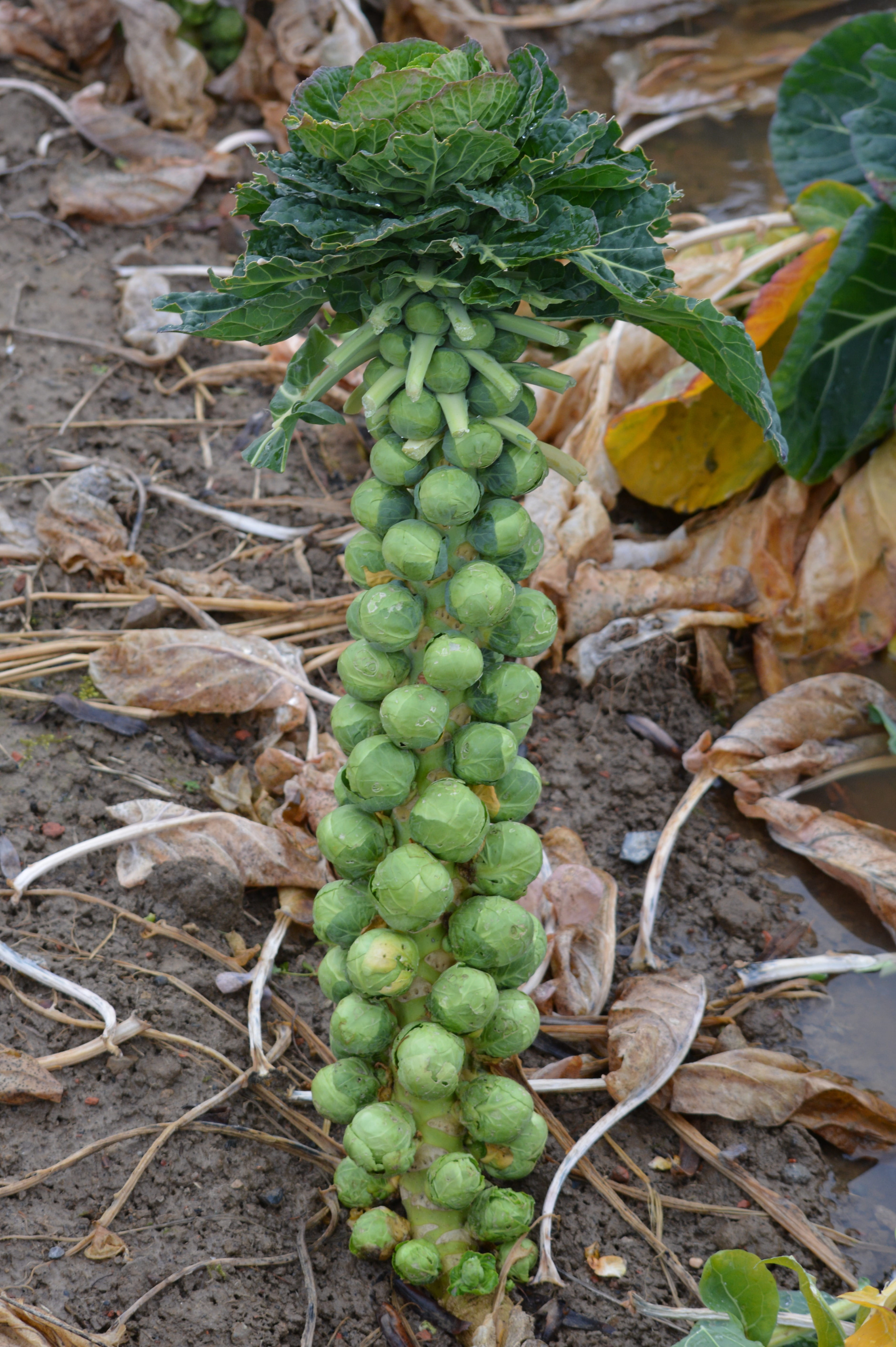 brussels sprouts plant, growth, nature, green, food, vegetable, day, green color, close-up, sprouts, food and drink, outdoors, field, ground, cabbage, plantation, Phone HD Wallpaper